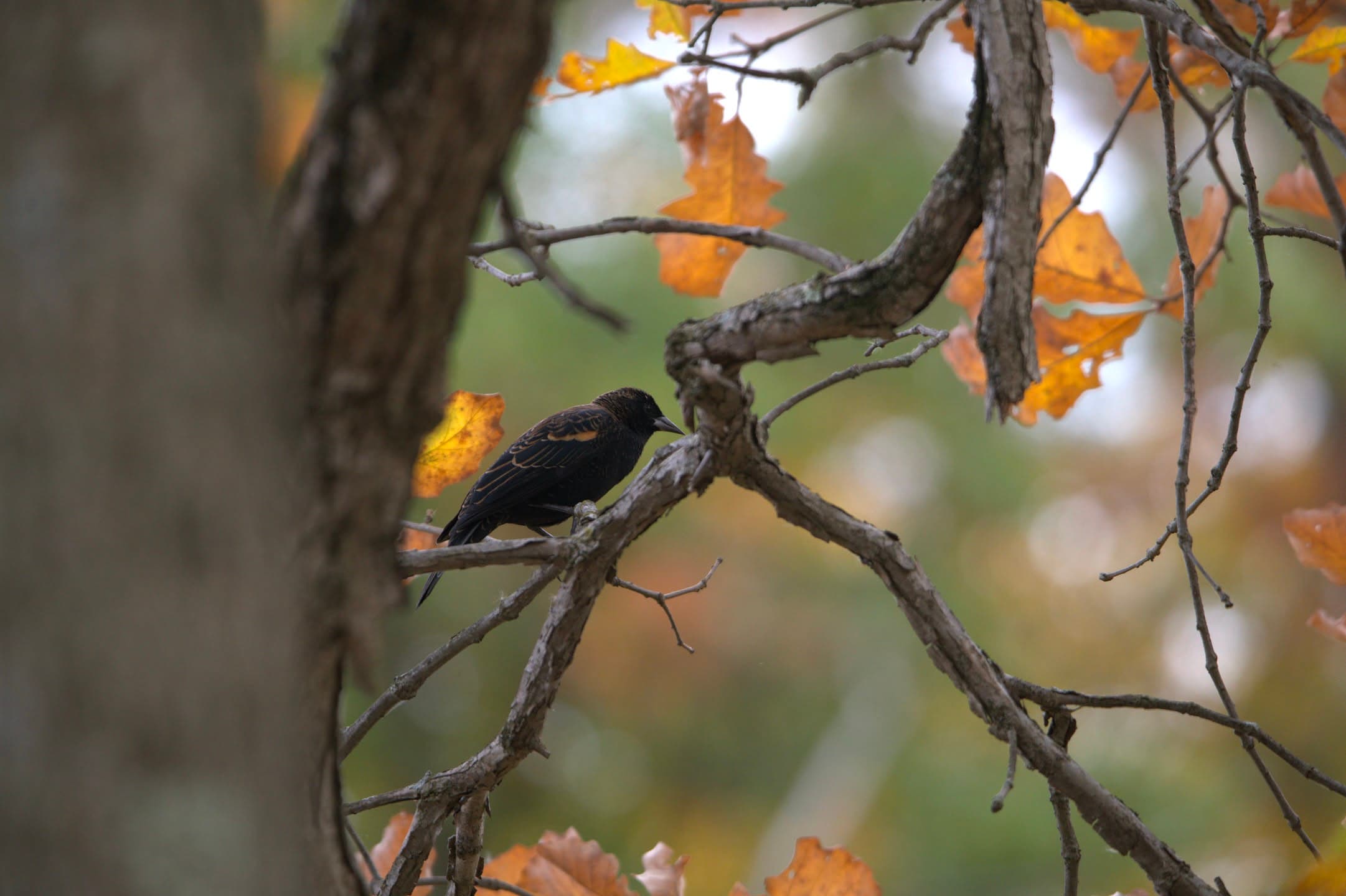 Autumn Perch