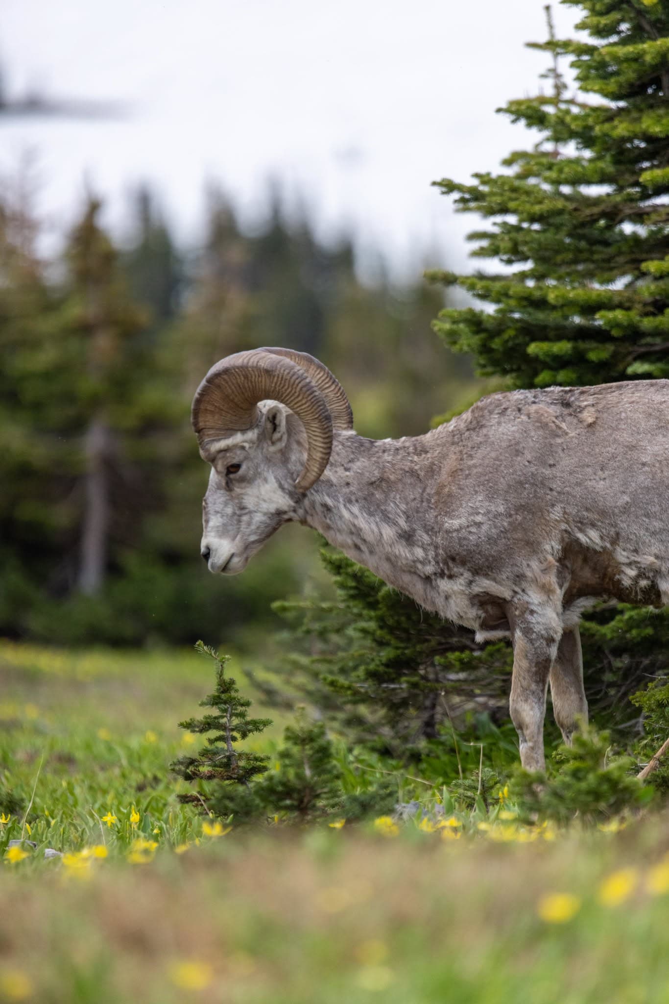 Bighorn in the Pines