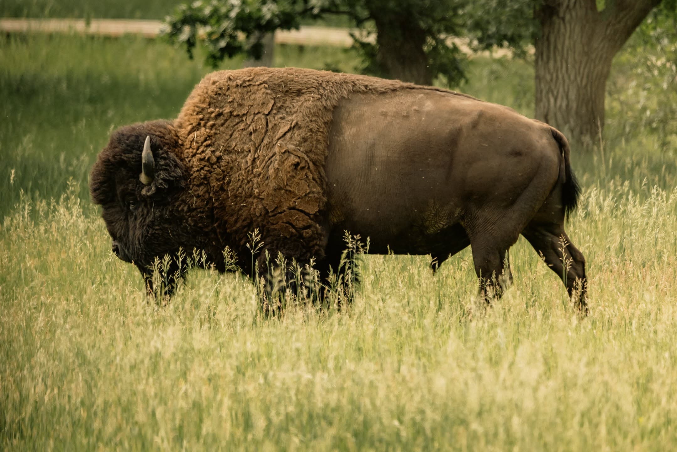 Bison in the Shade