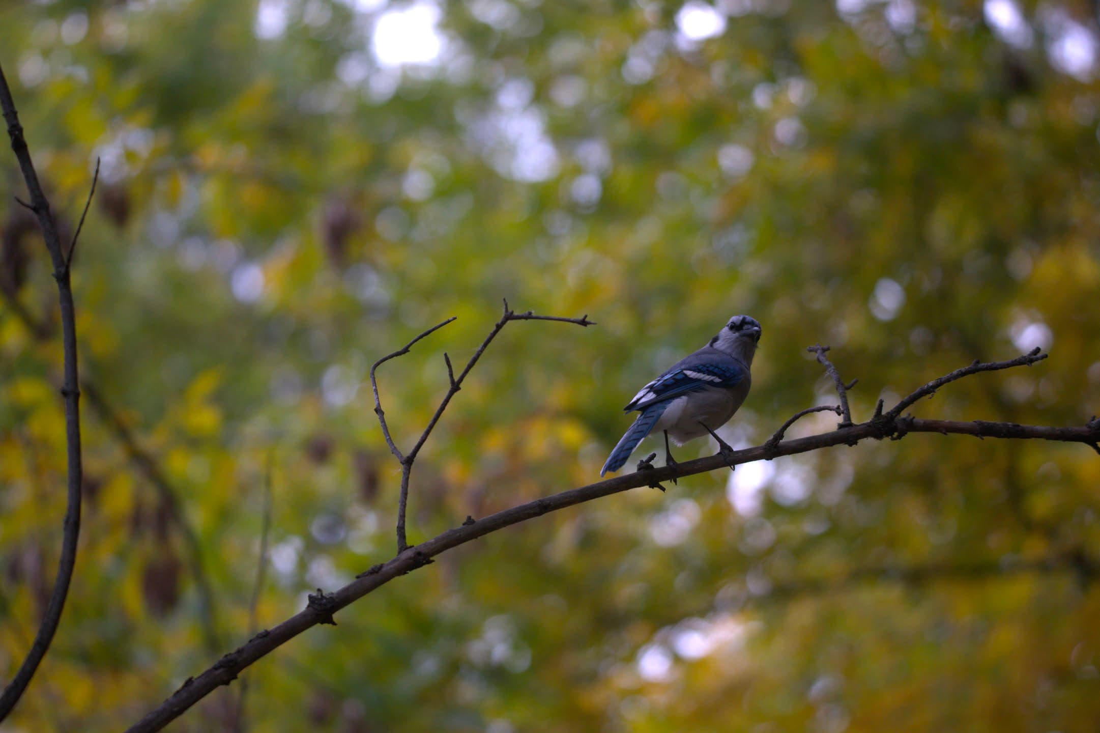 Blue Jay