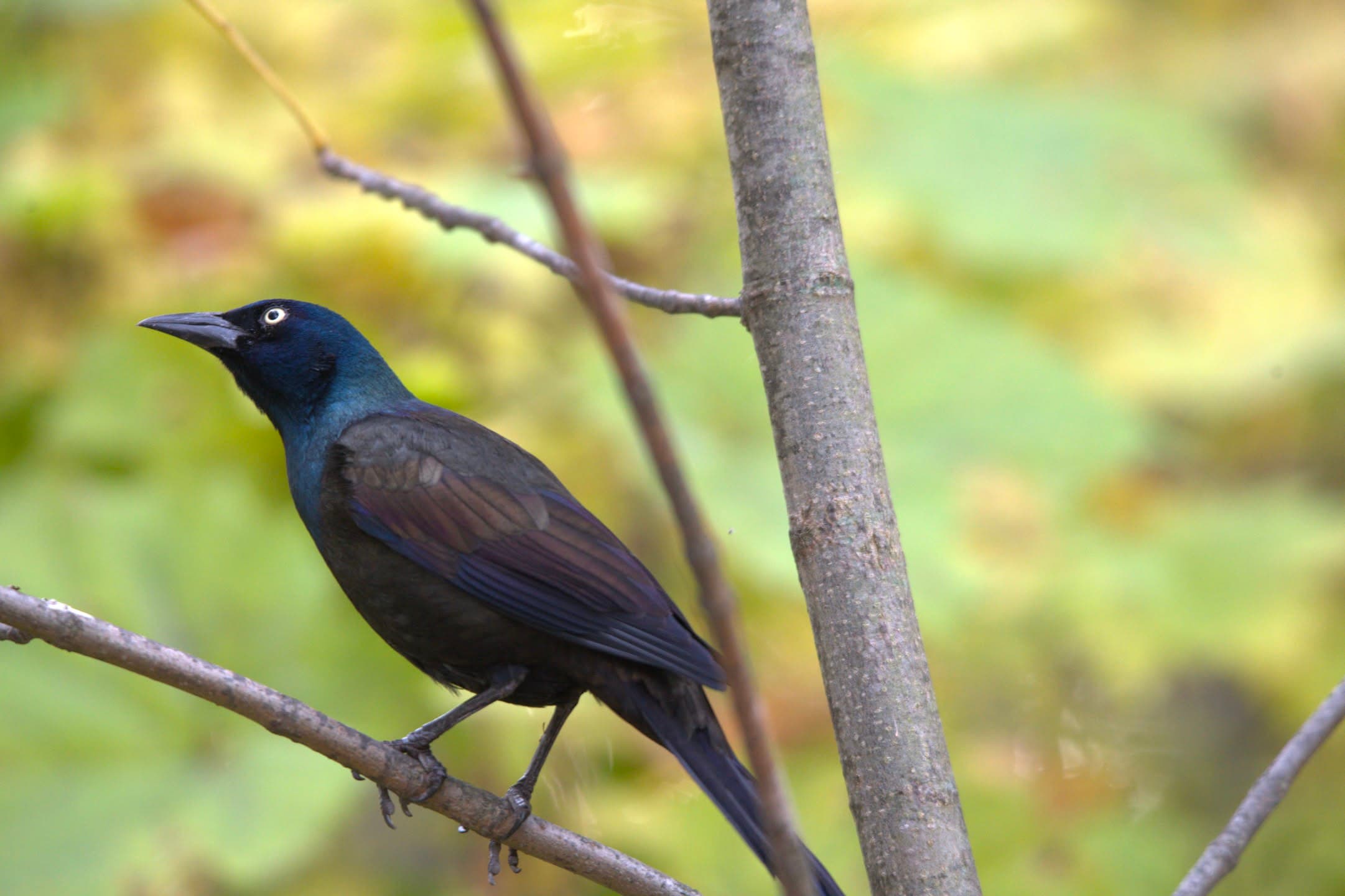 Common Grackle