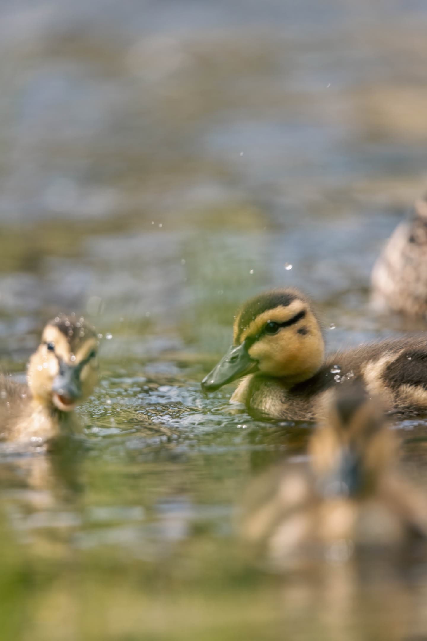 Duckling Close-Up