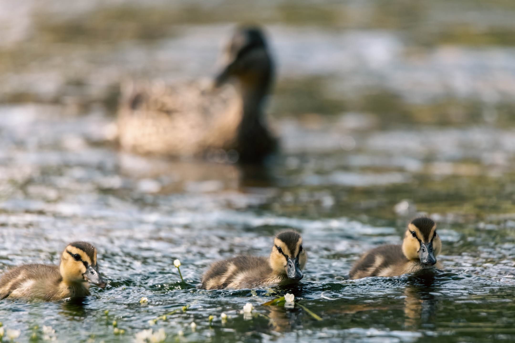 Ducklings