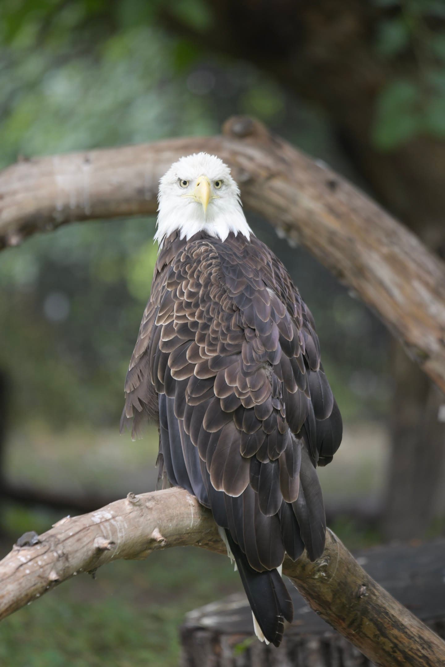 Eagle on the Branch