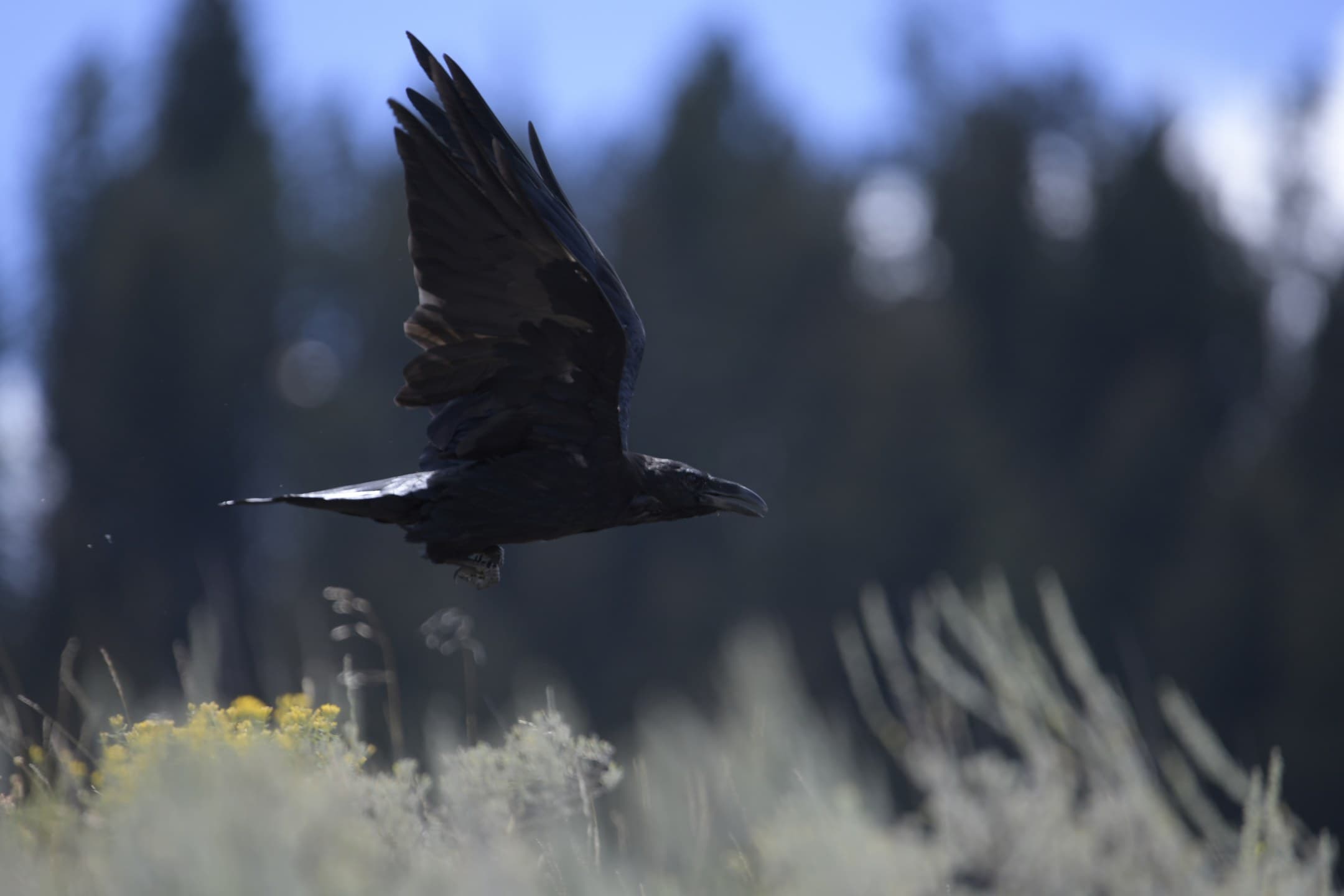 Flighted Raven
