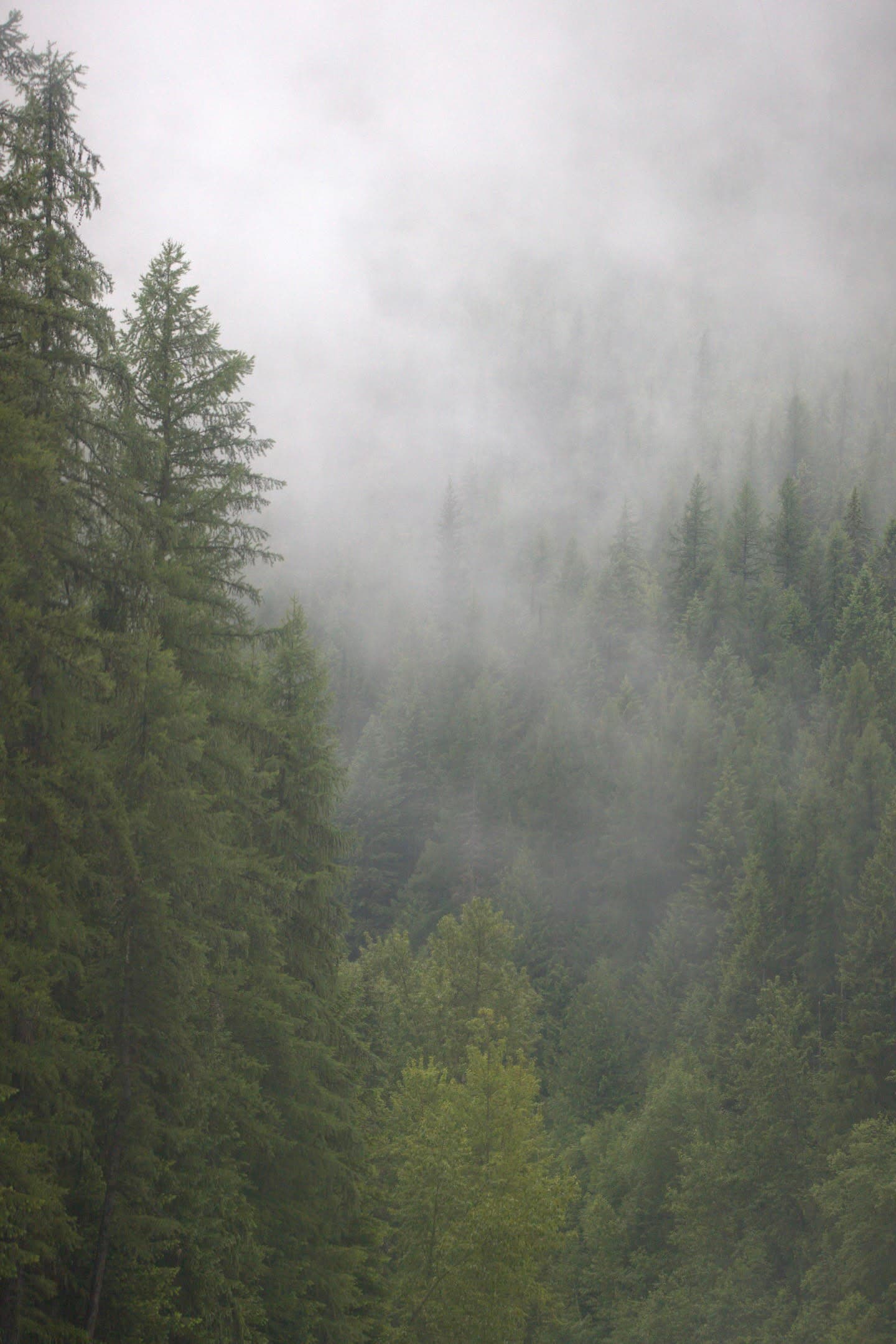 Fog in the Pines