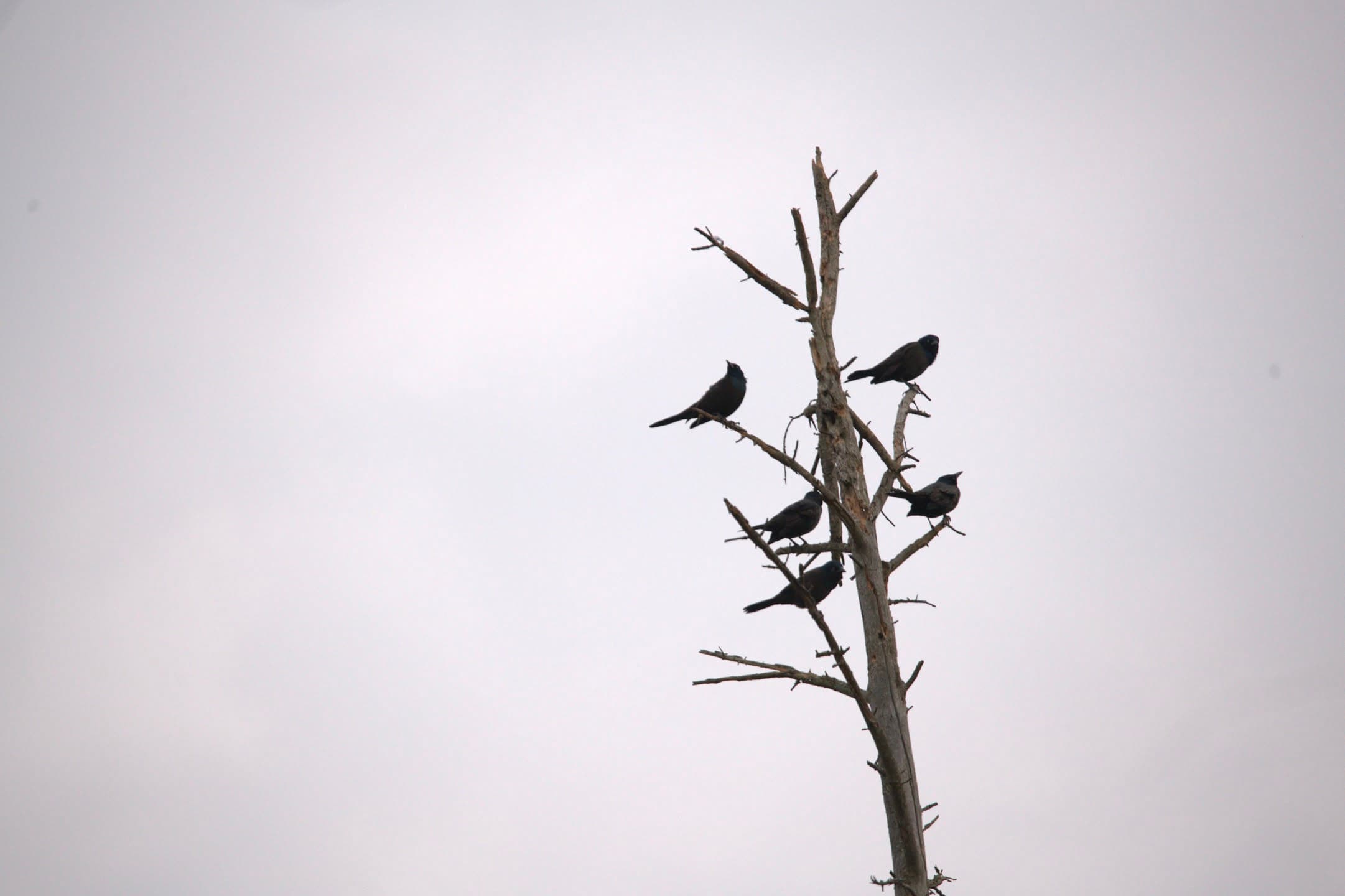 Gathering