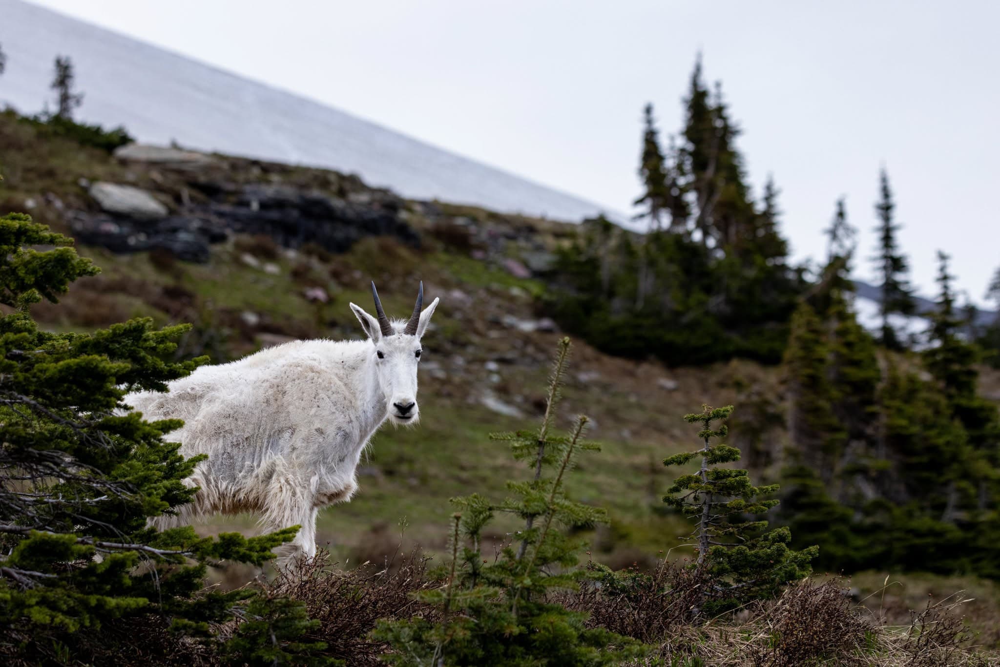 Goat in the Firs