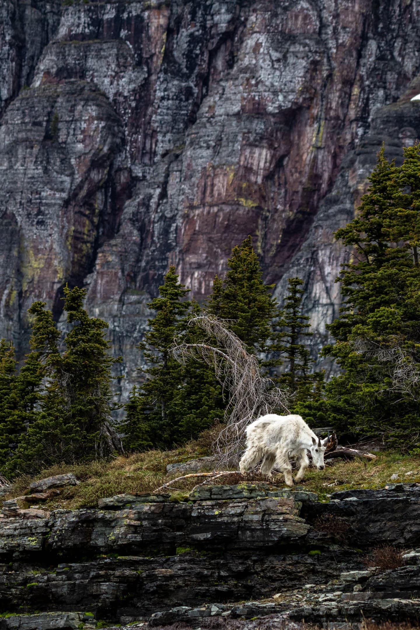 Goat on the Ledge