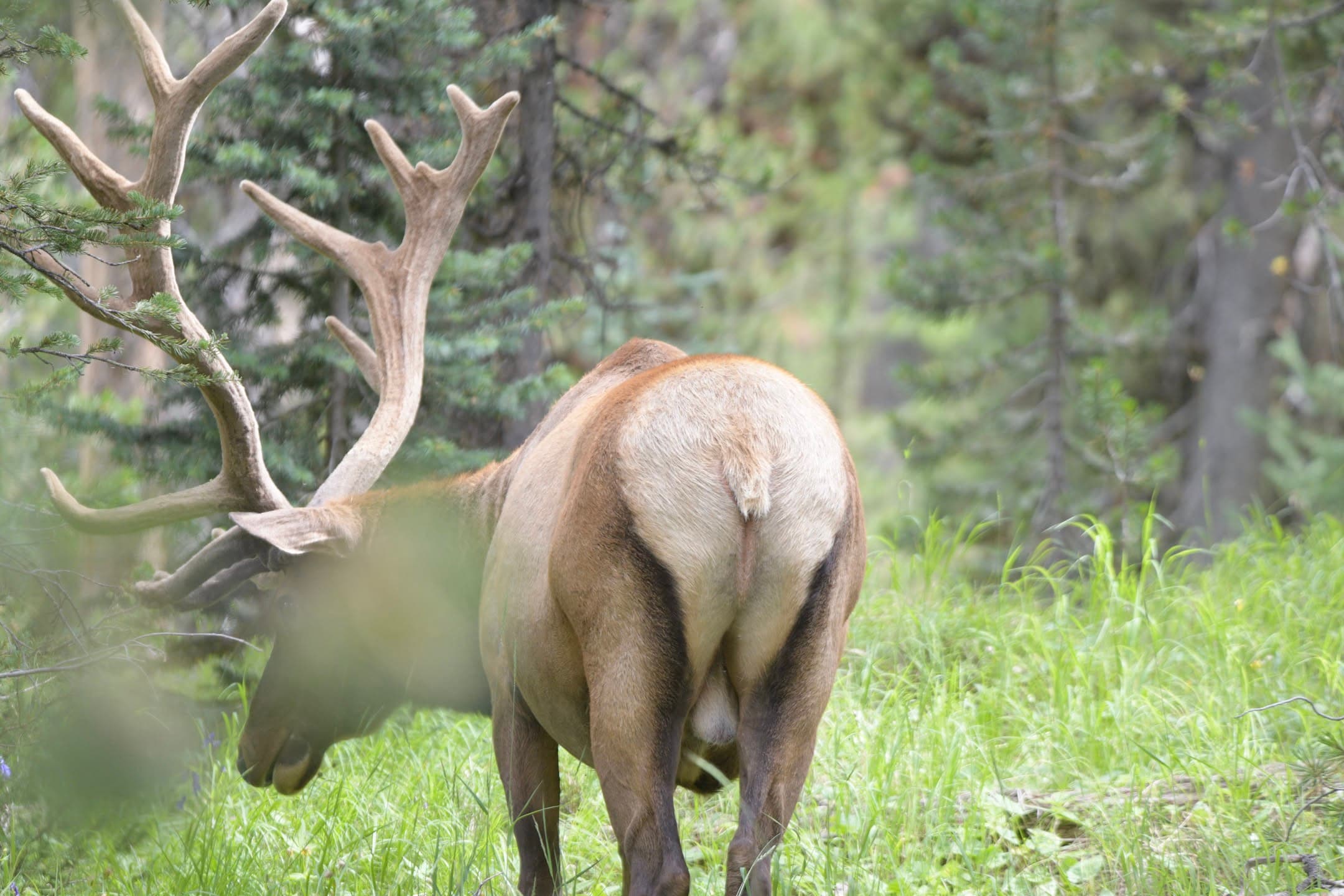 Grazing Bull Elk