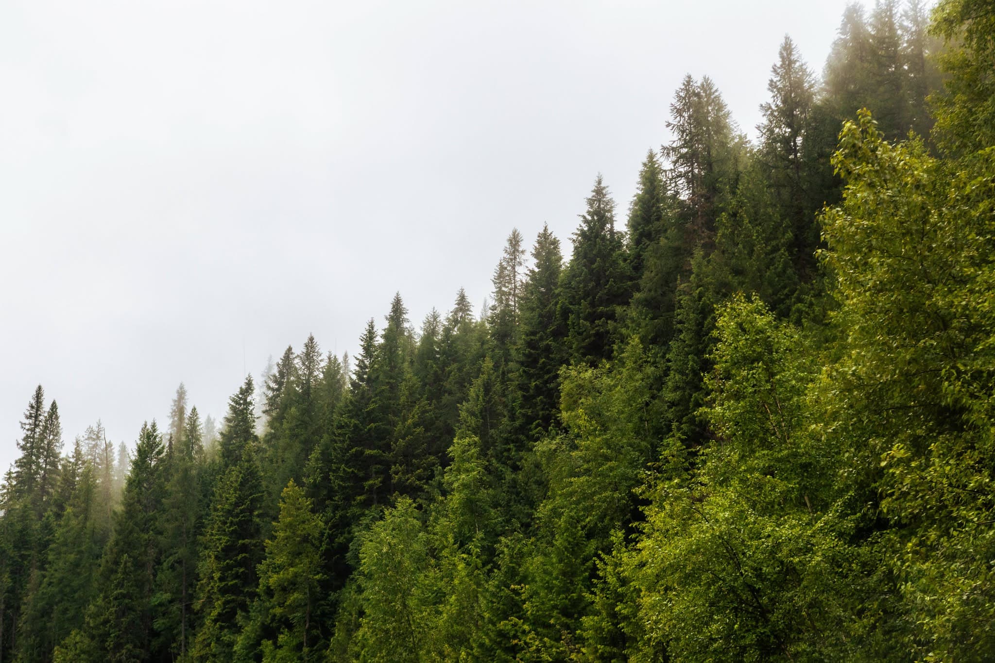 Hillside Firs
