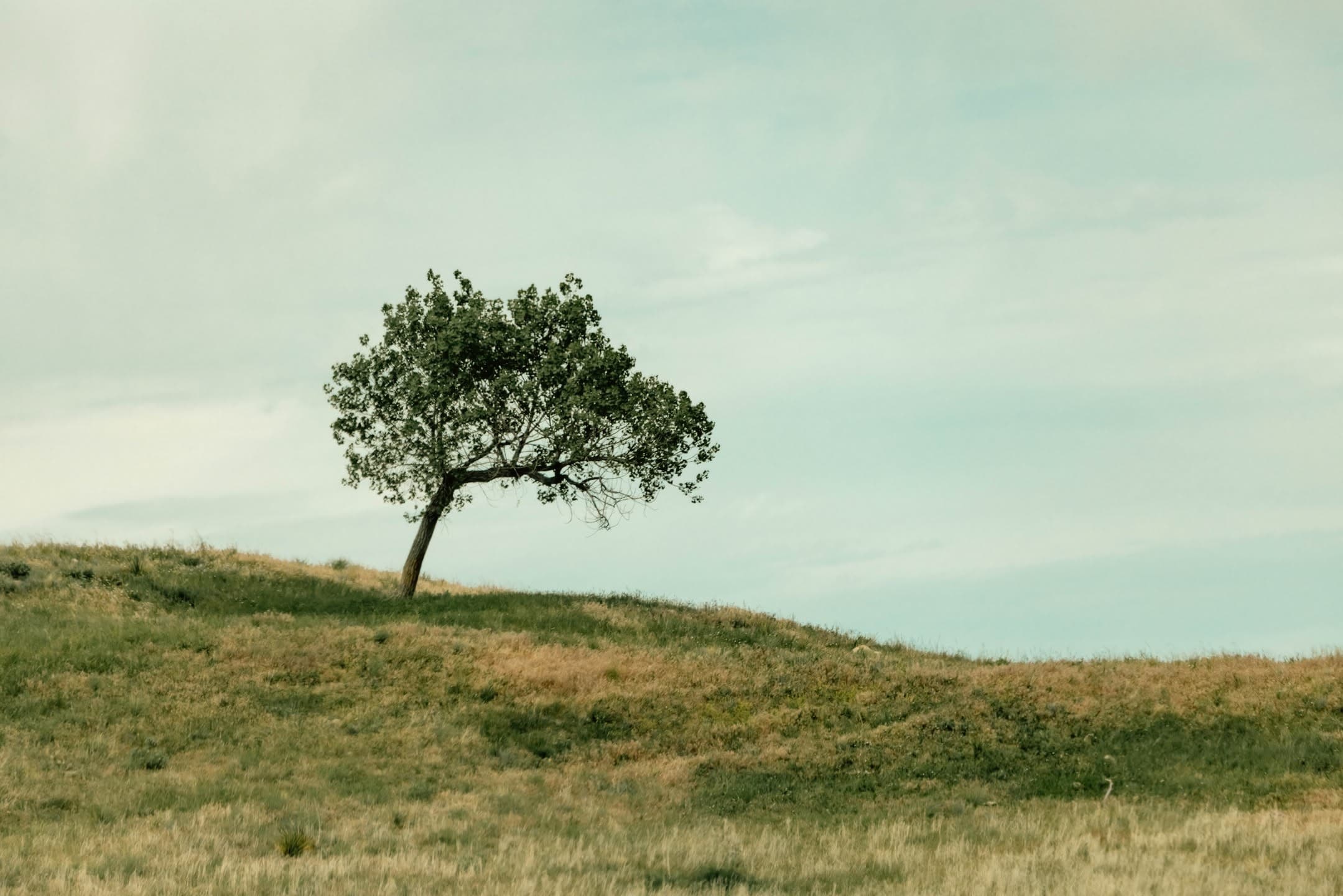 Lone Tree