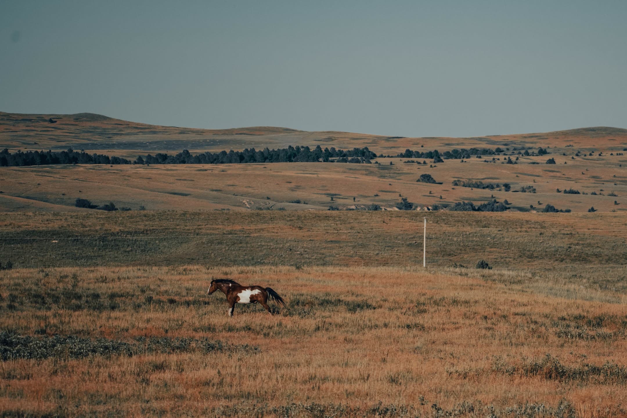 Horse on the Grassland