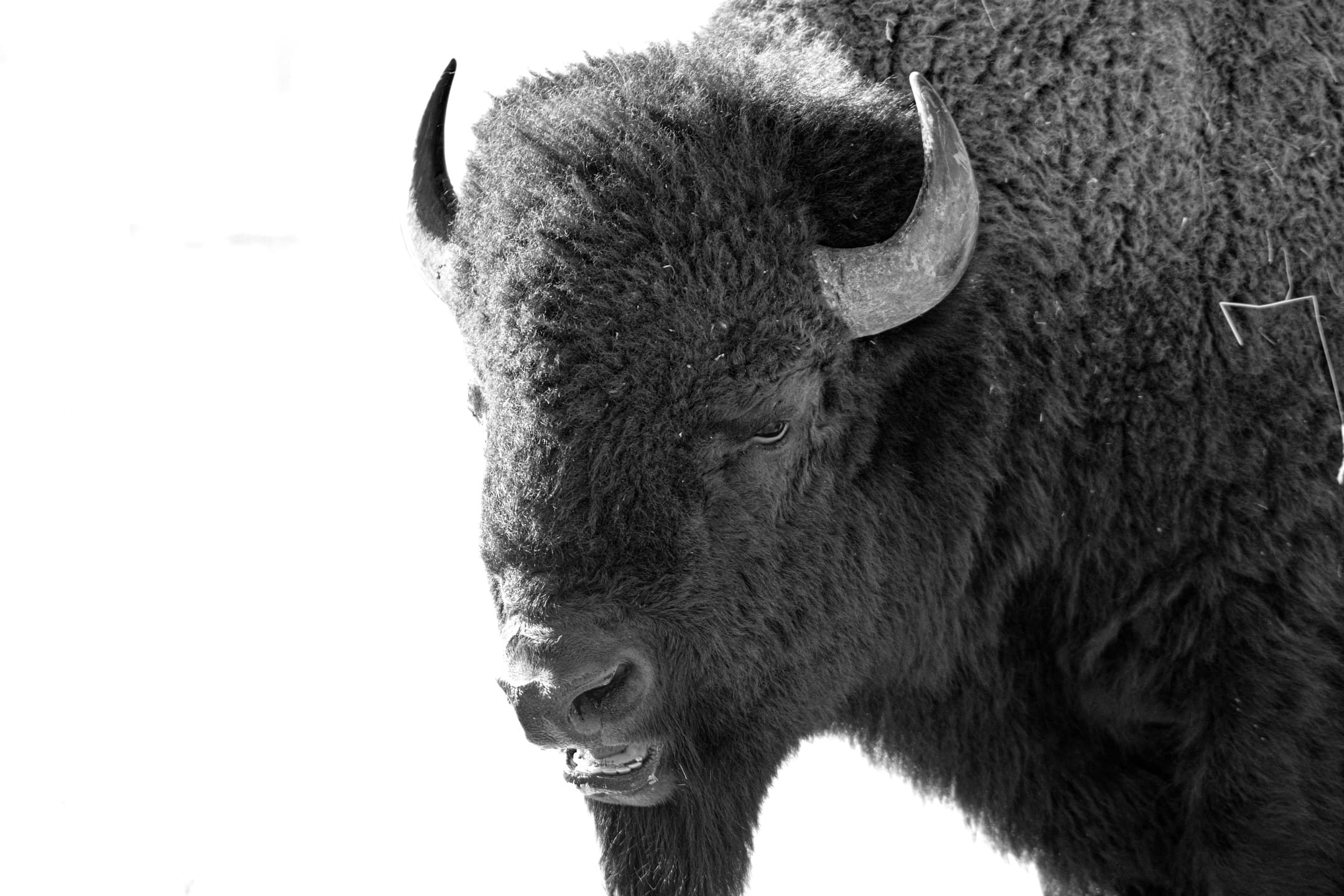 Lone Bison