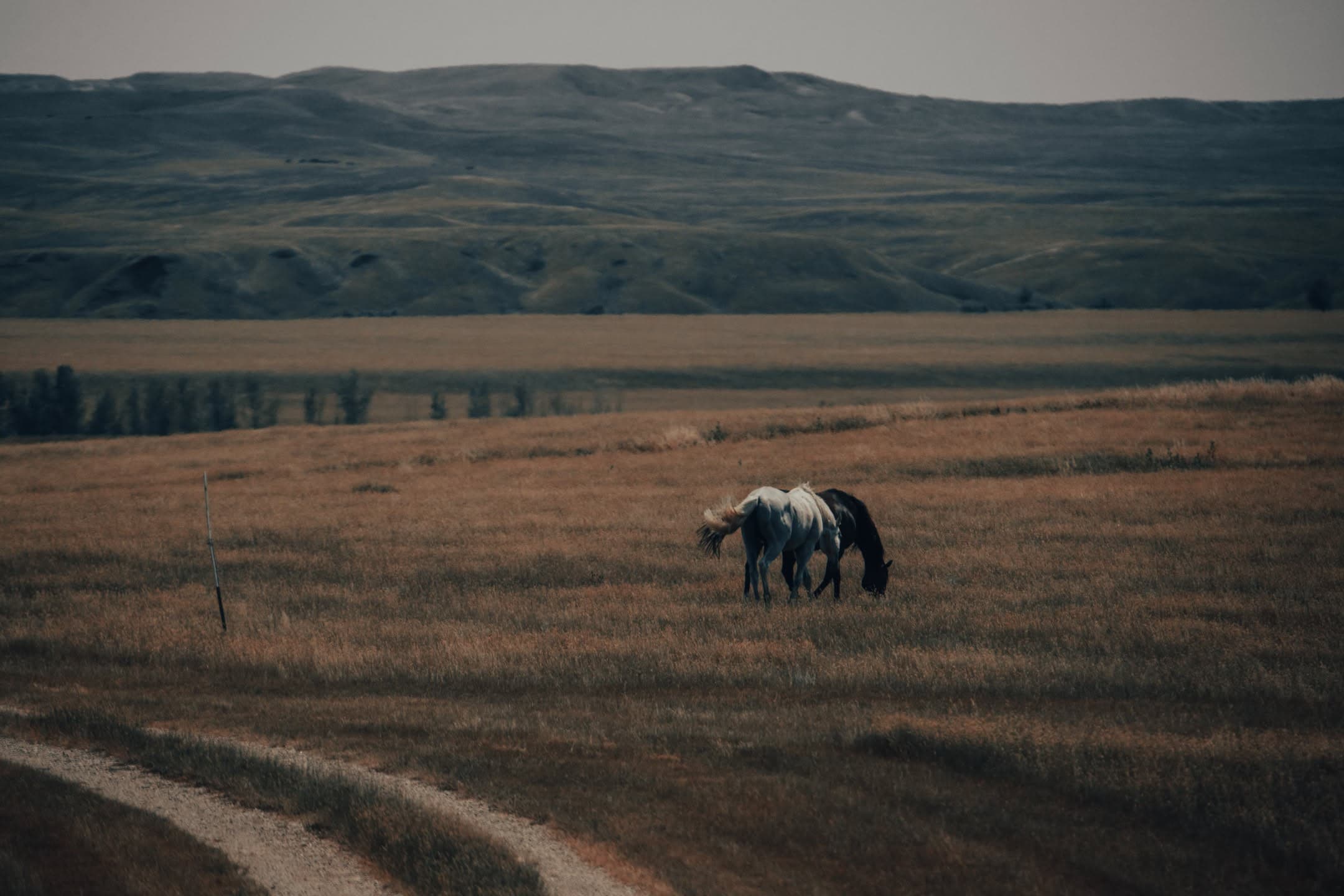 Lone Horse