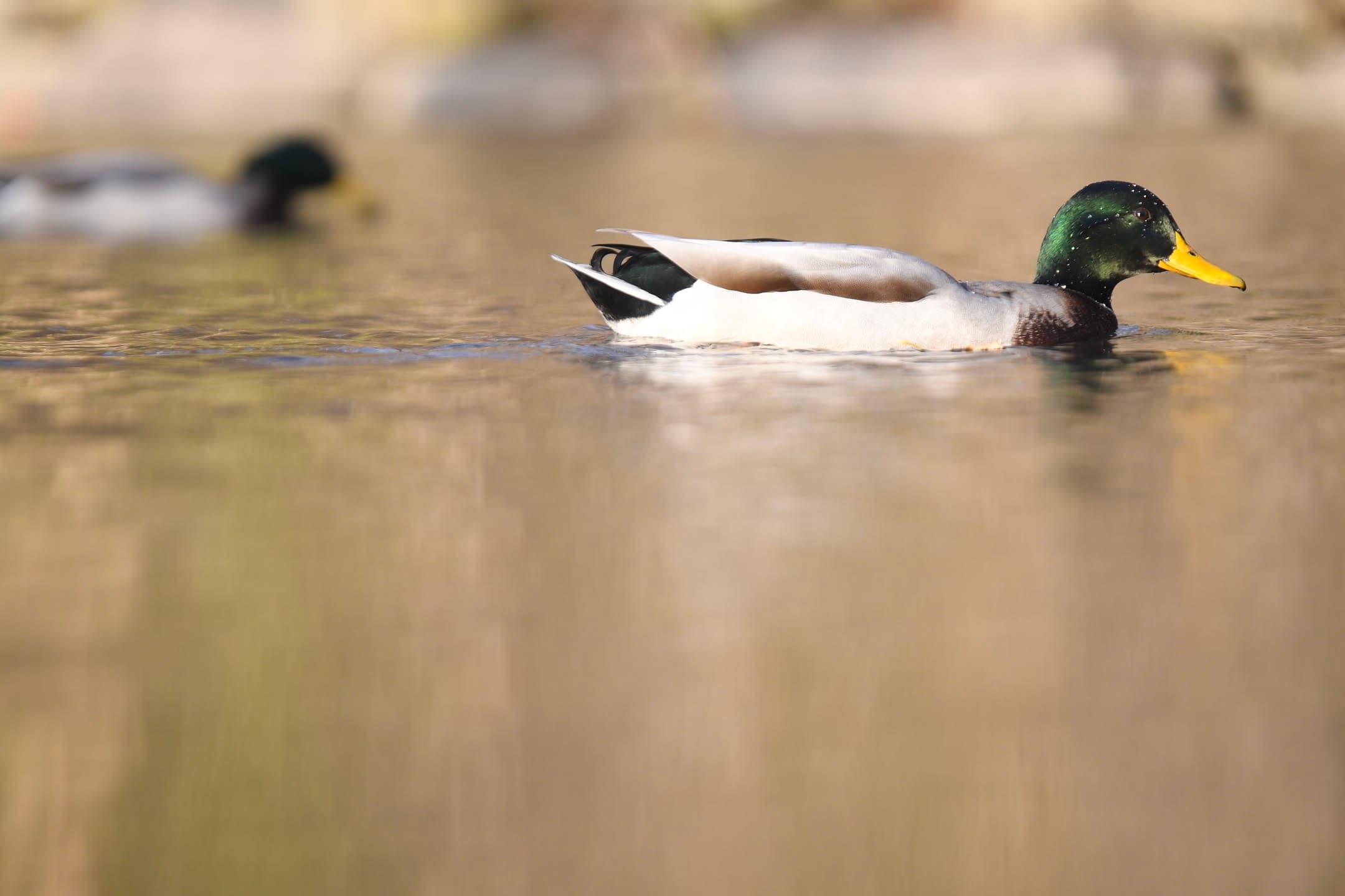 Mallard in Gold