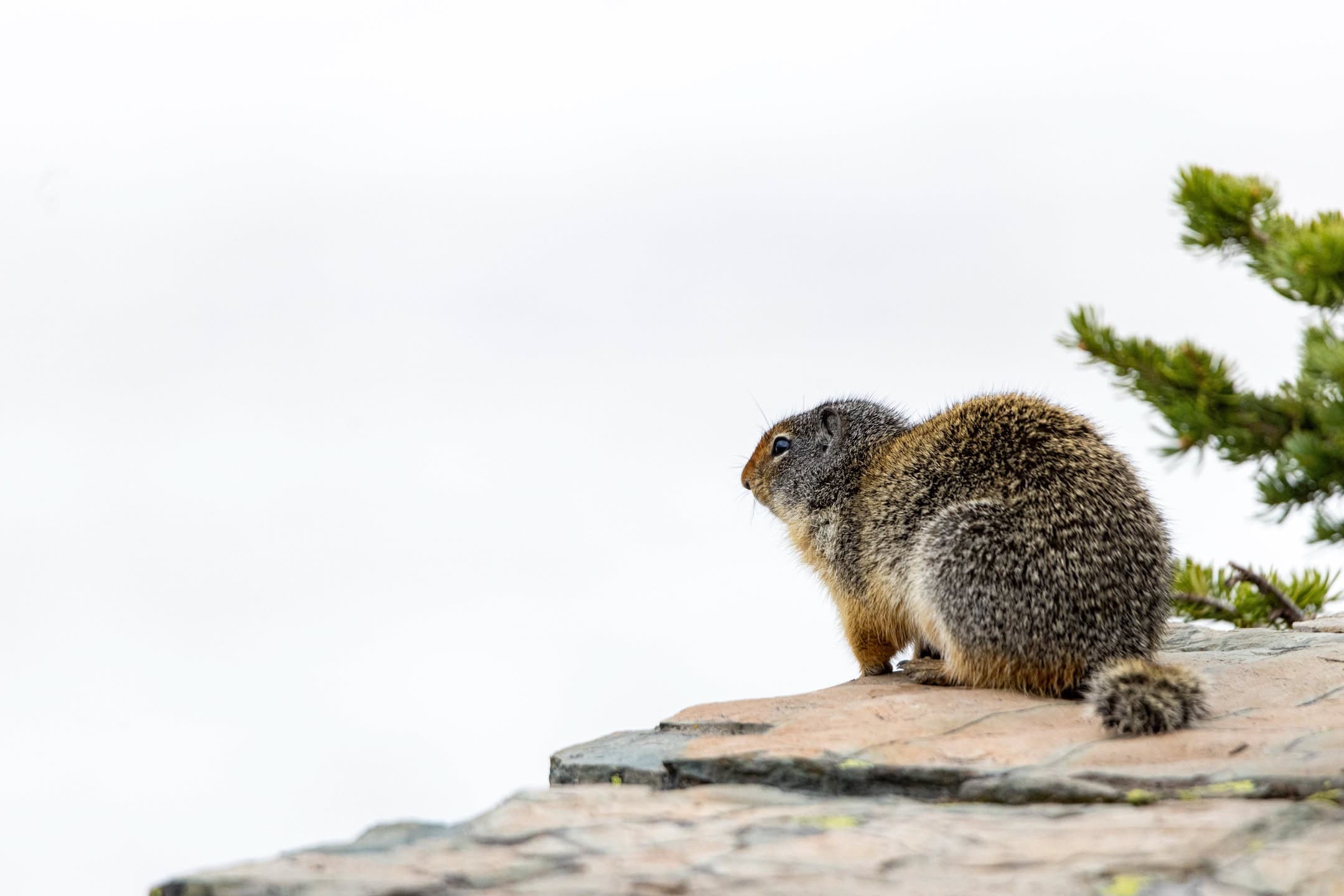 Mountain and Squirrel