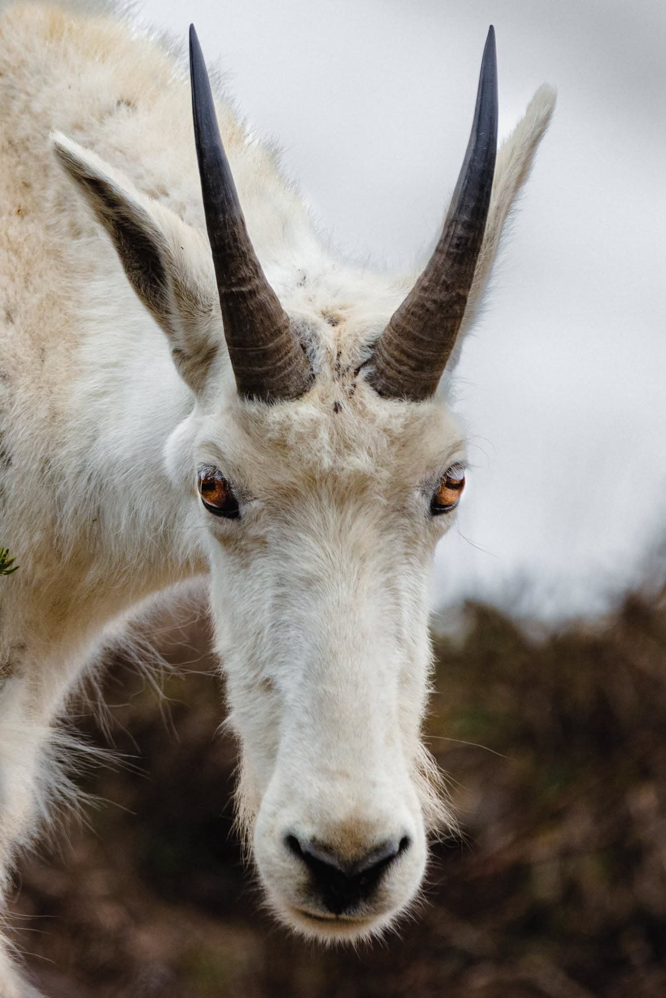 Mountain Goat Portrait