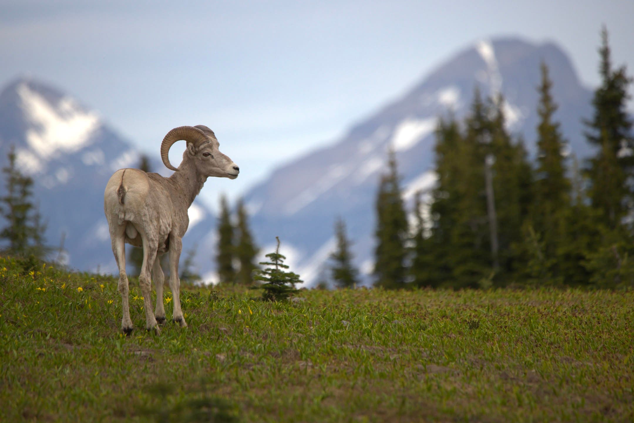 Mountain Ram