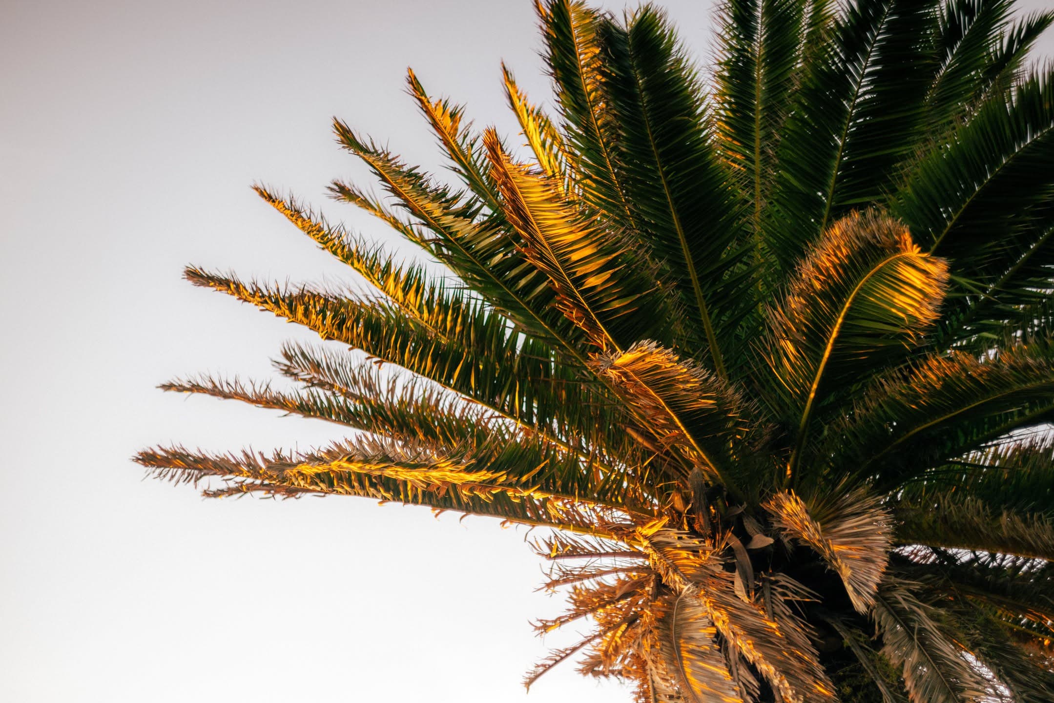 Palm Fronds
