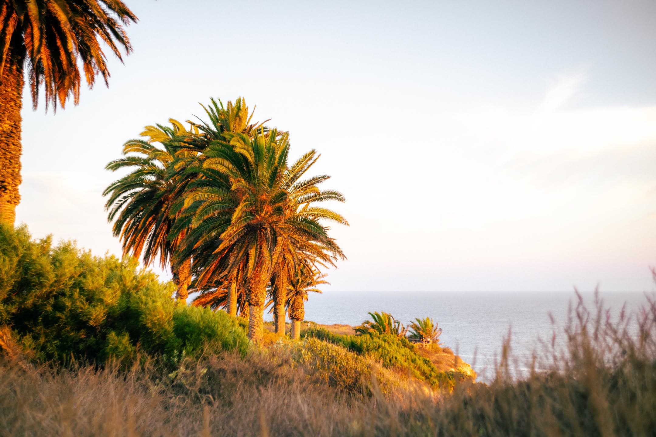 Palms at Sundown