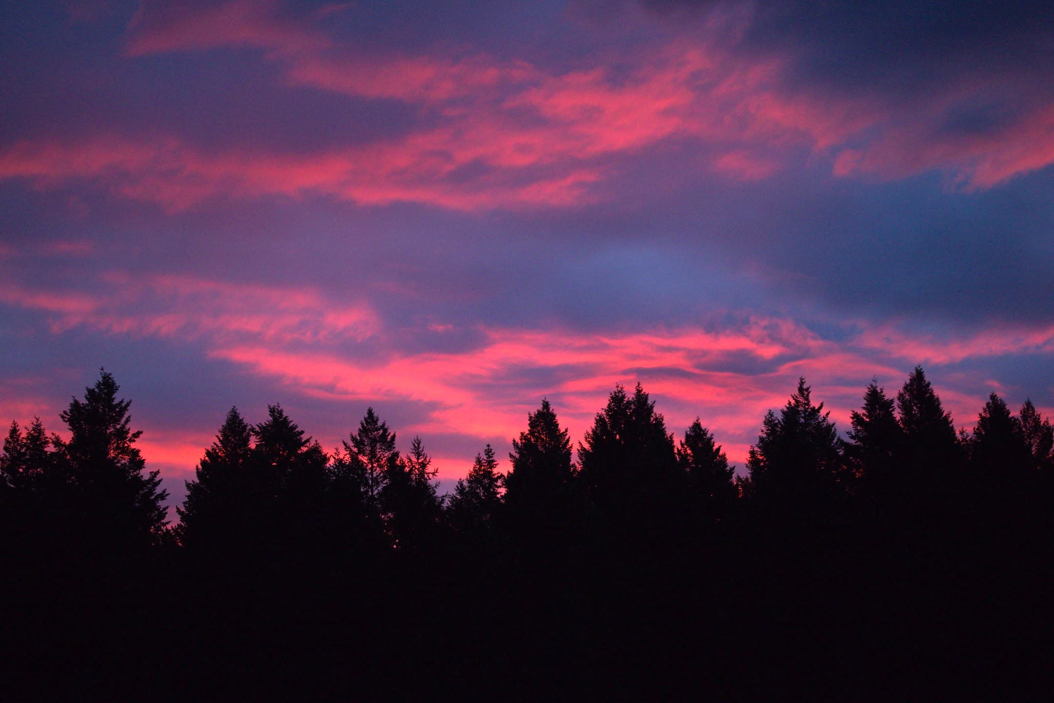 Pink Sky Pines