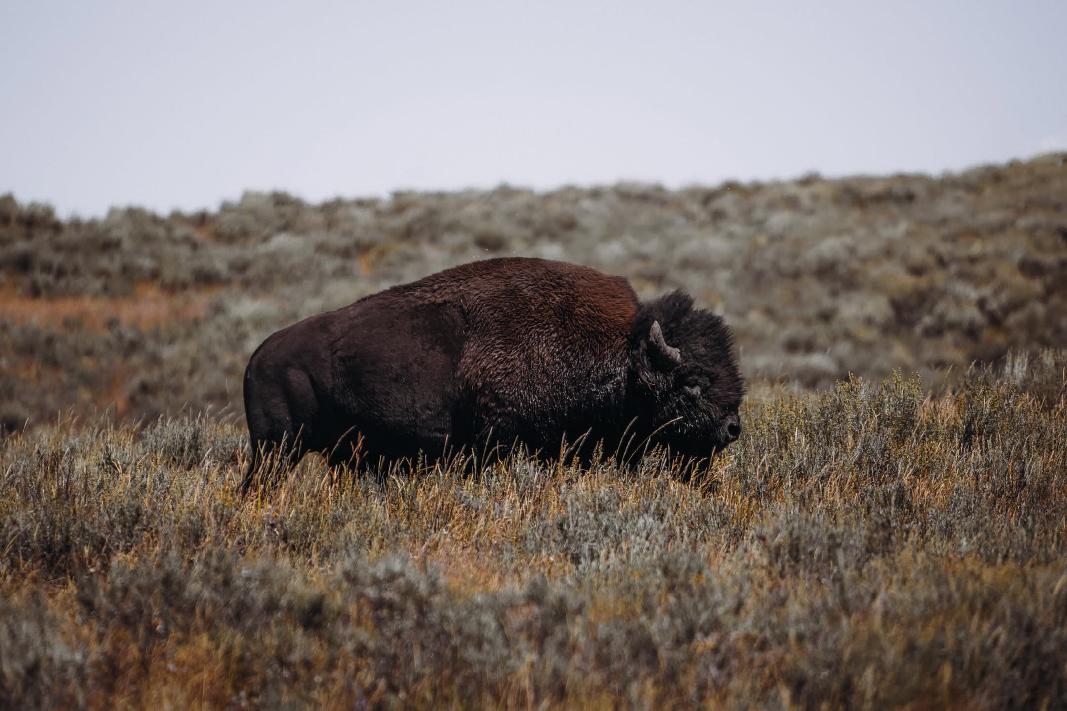 Prairie Bison