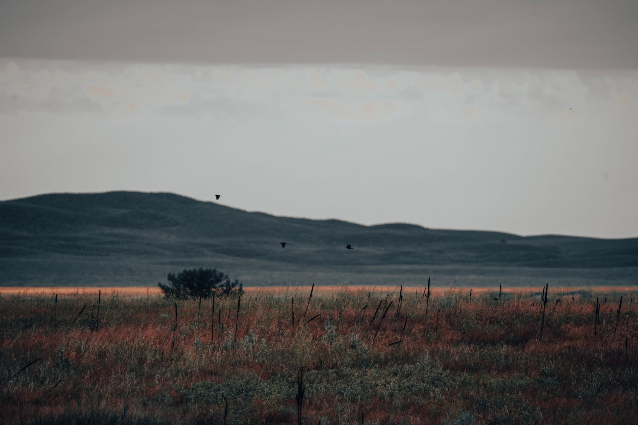 Prairie Tree