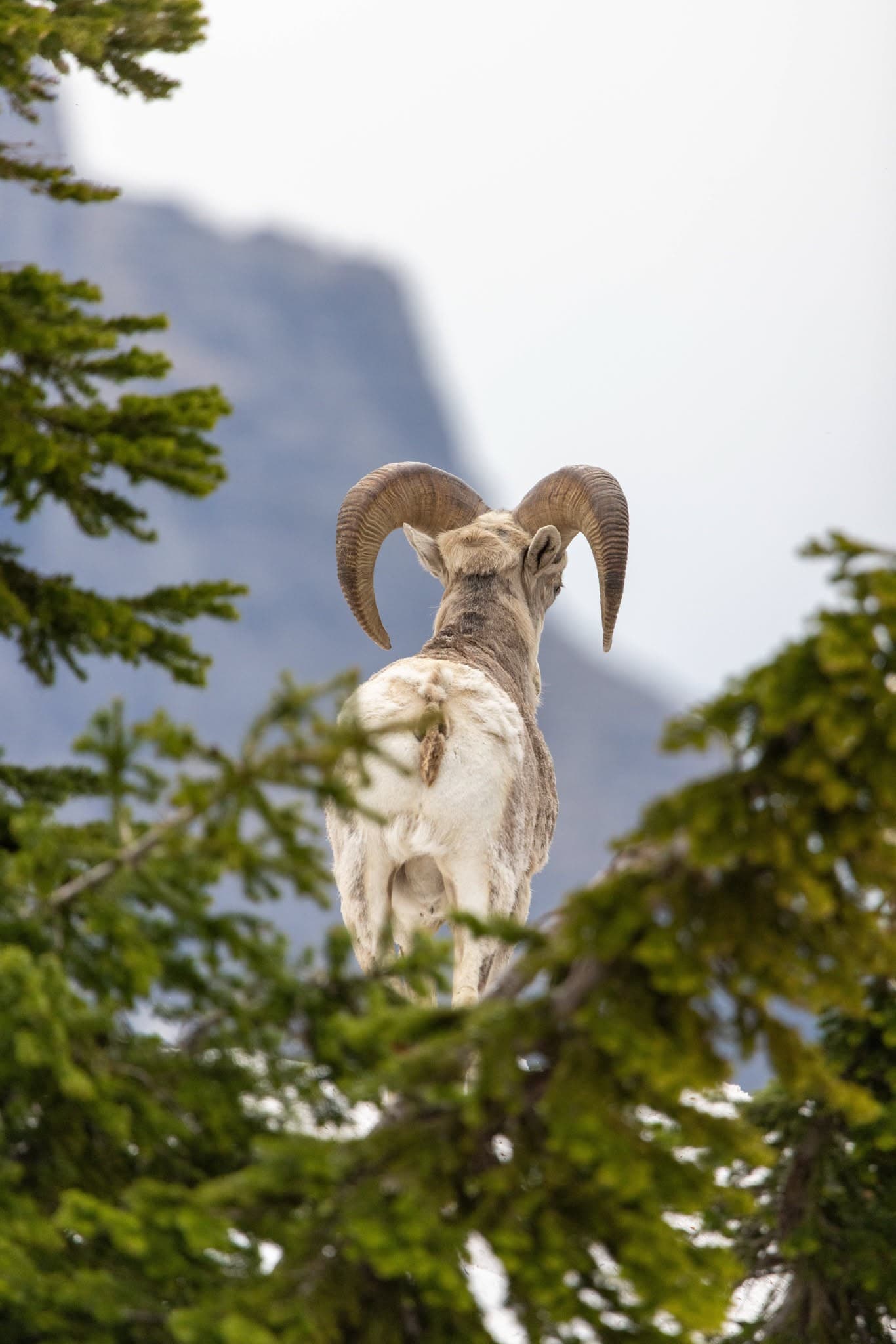 Ram Above