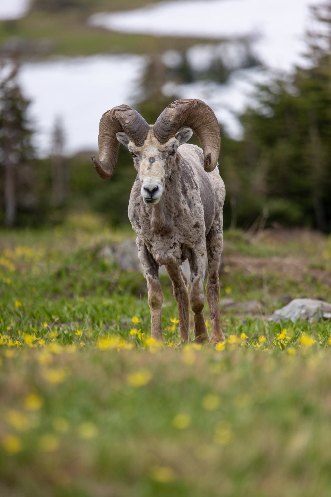 Ram in the Meadow
