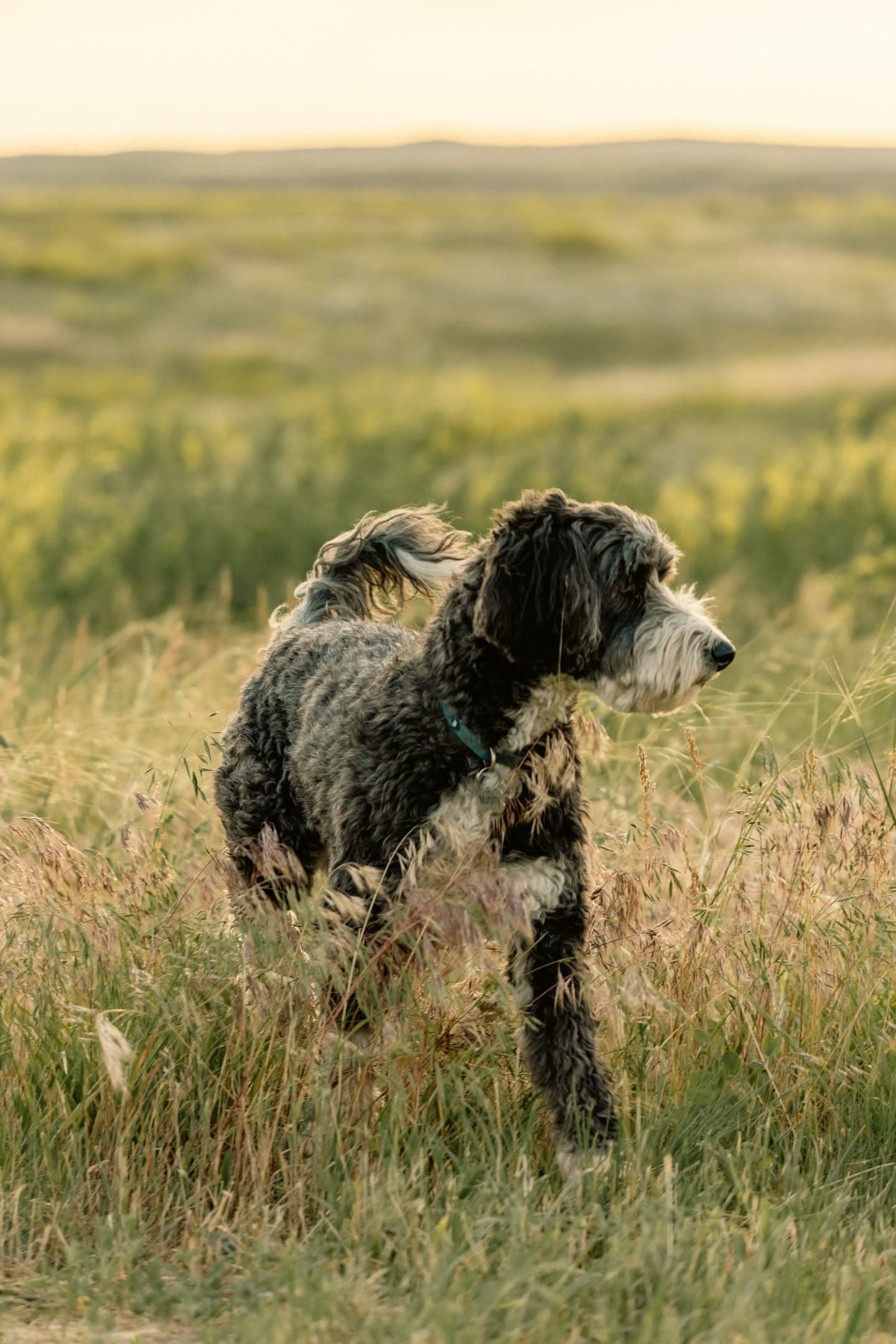 Ranch Dog