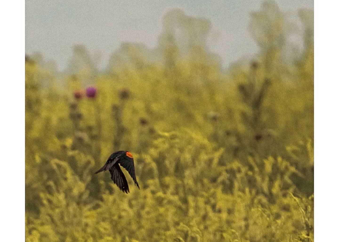Red-winged Blackbird