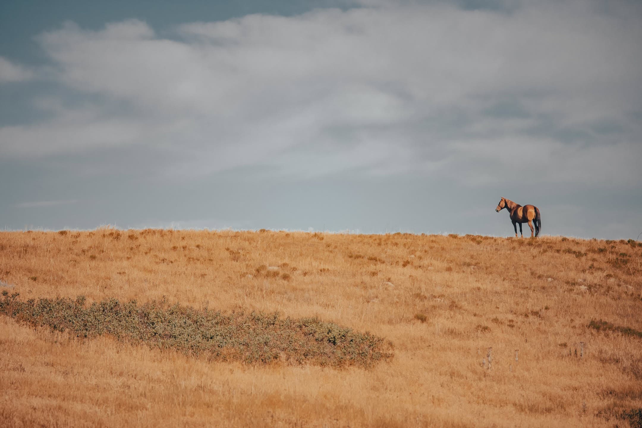 Ridge Horse