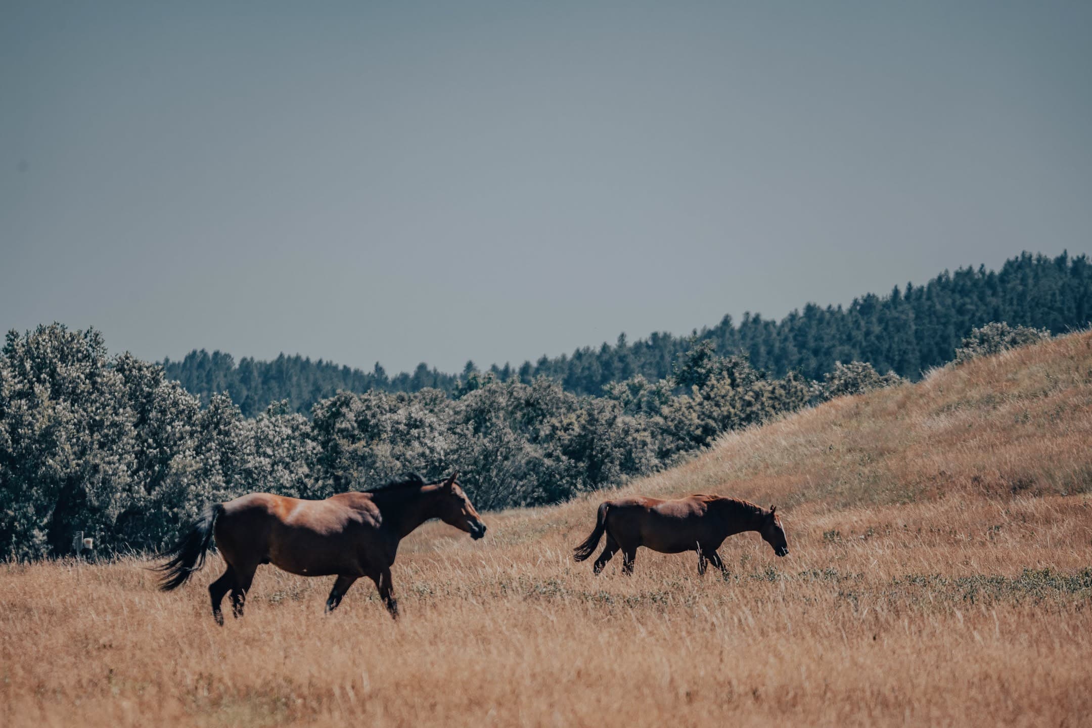 Running Horses