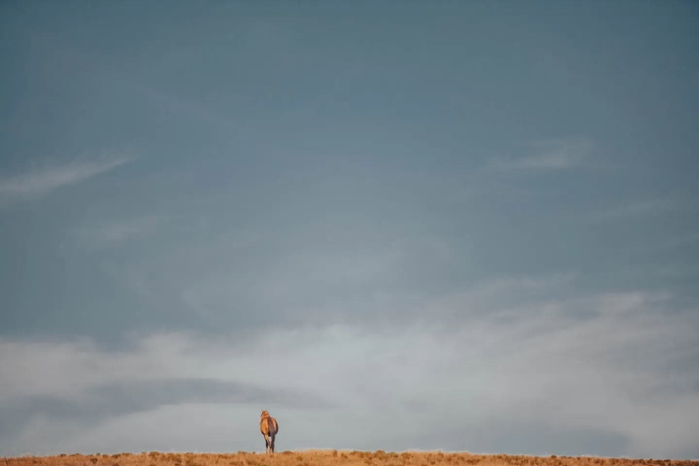 Small Horse, Big Sky