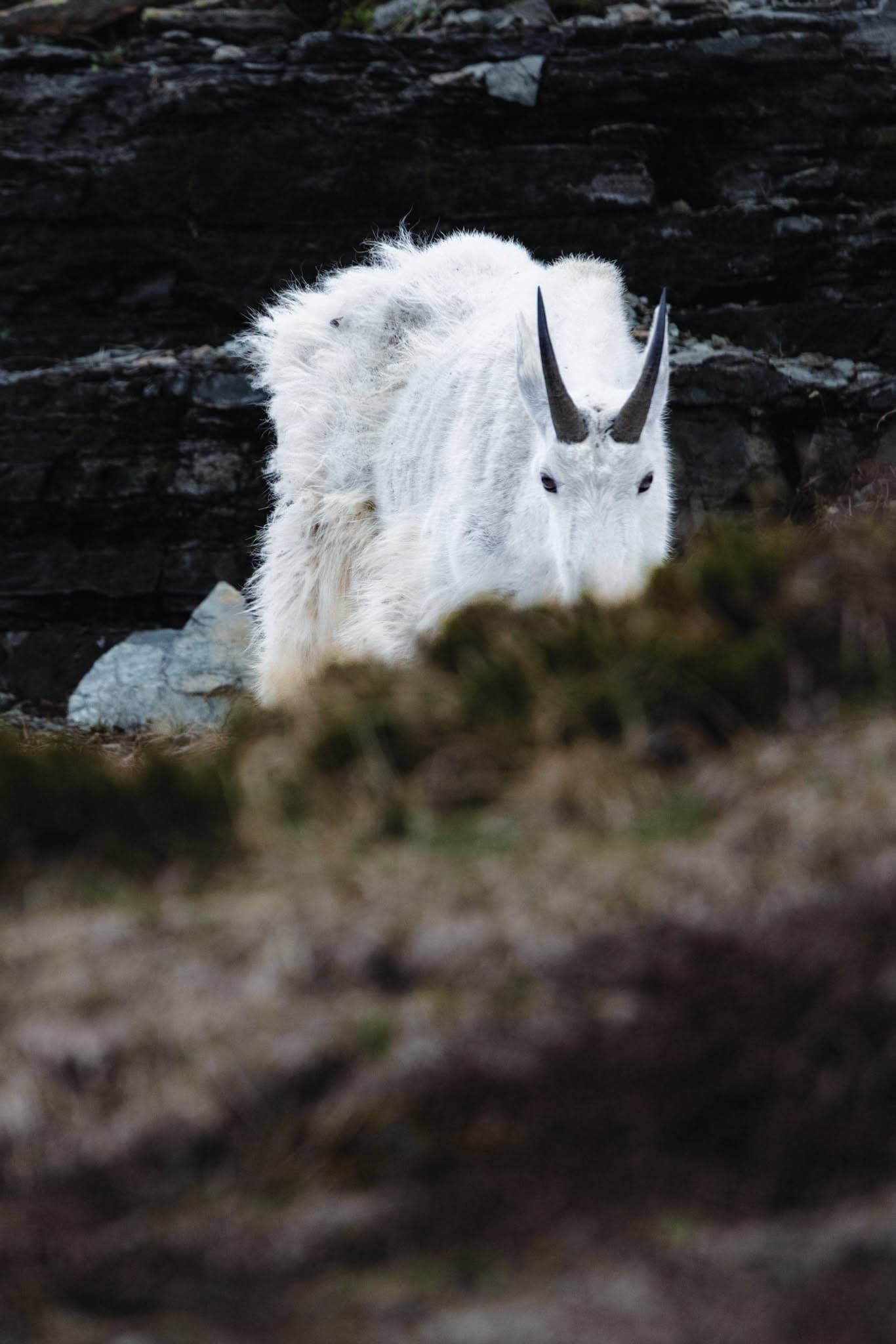 Snow-White Goat