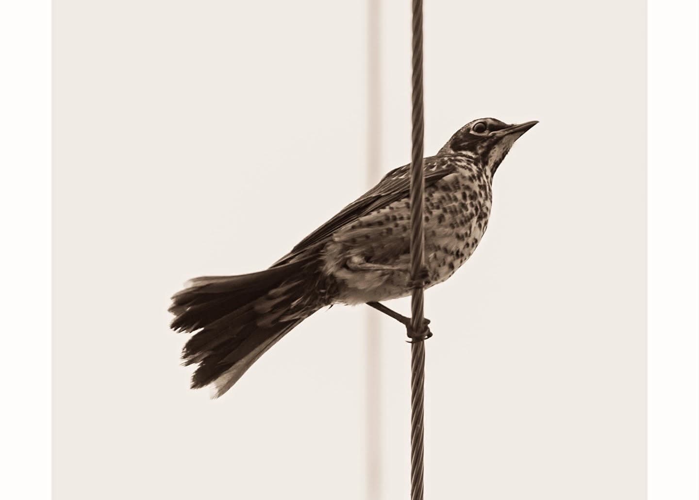 Sparrow on a Wire