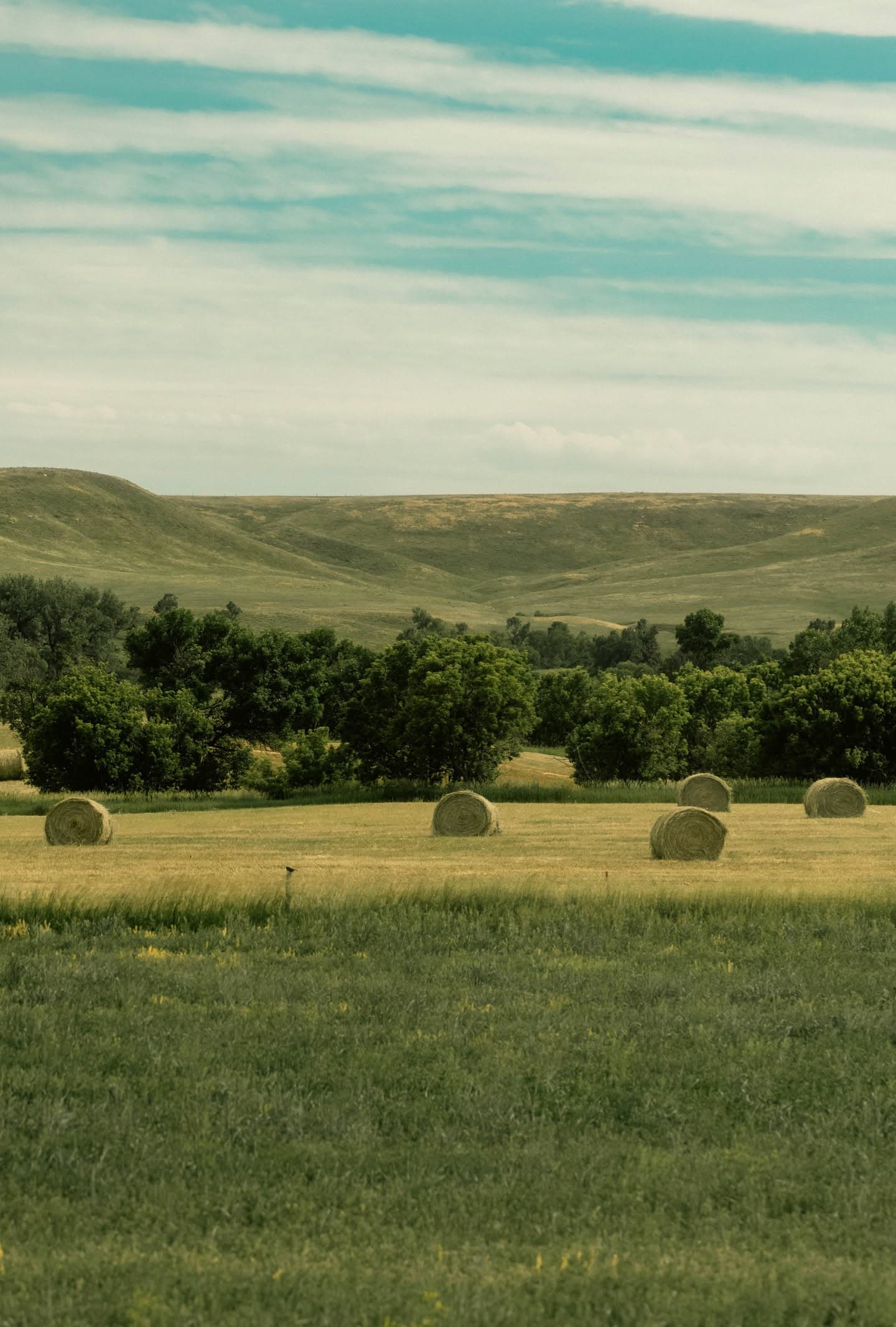 Summer Prairie