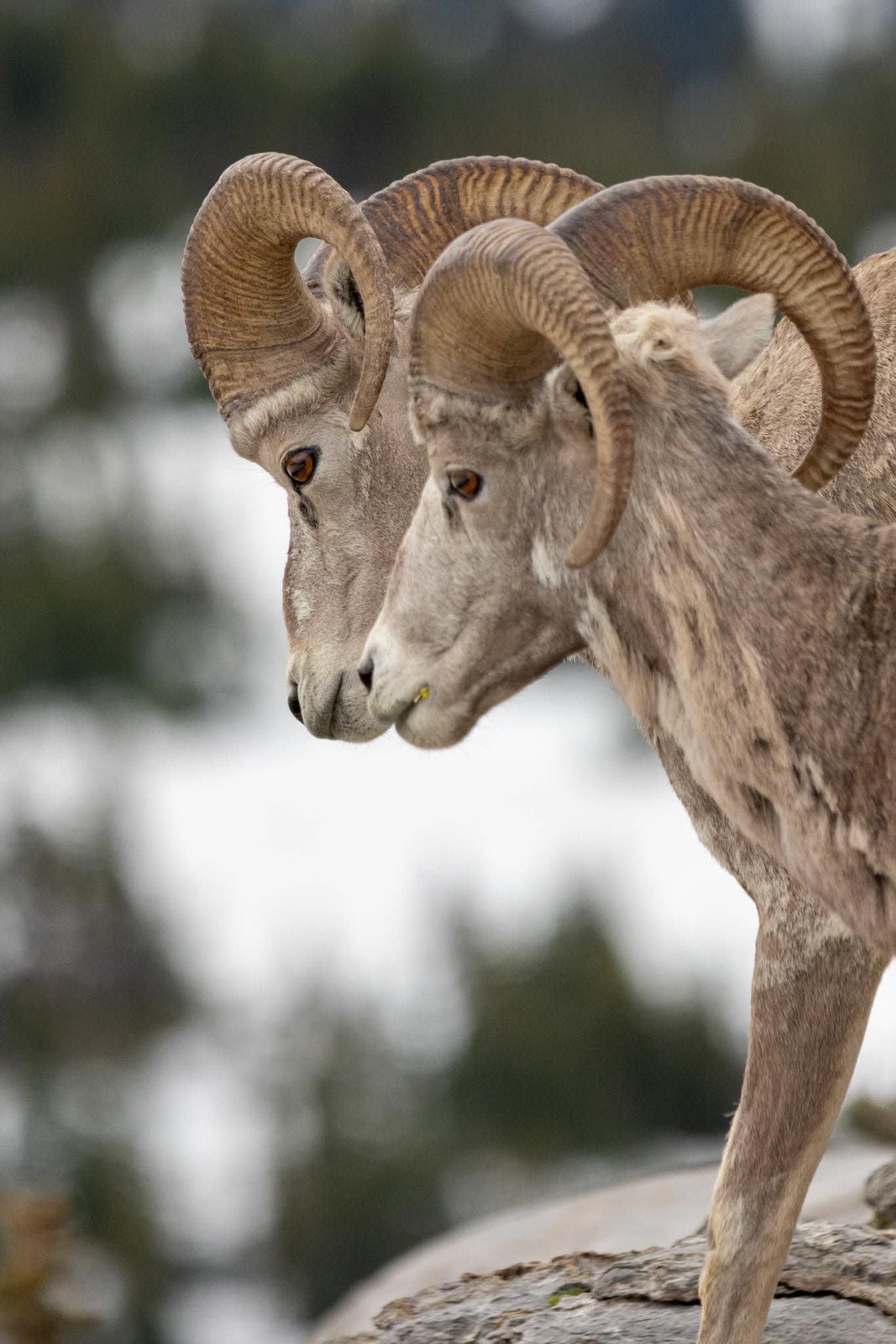 Two Rams