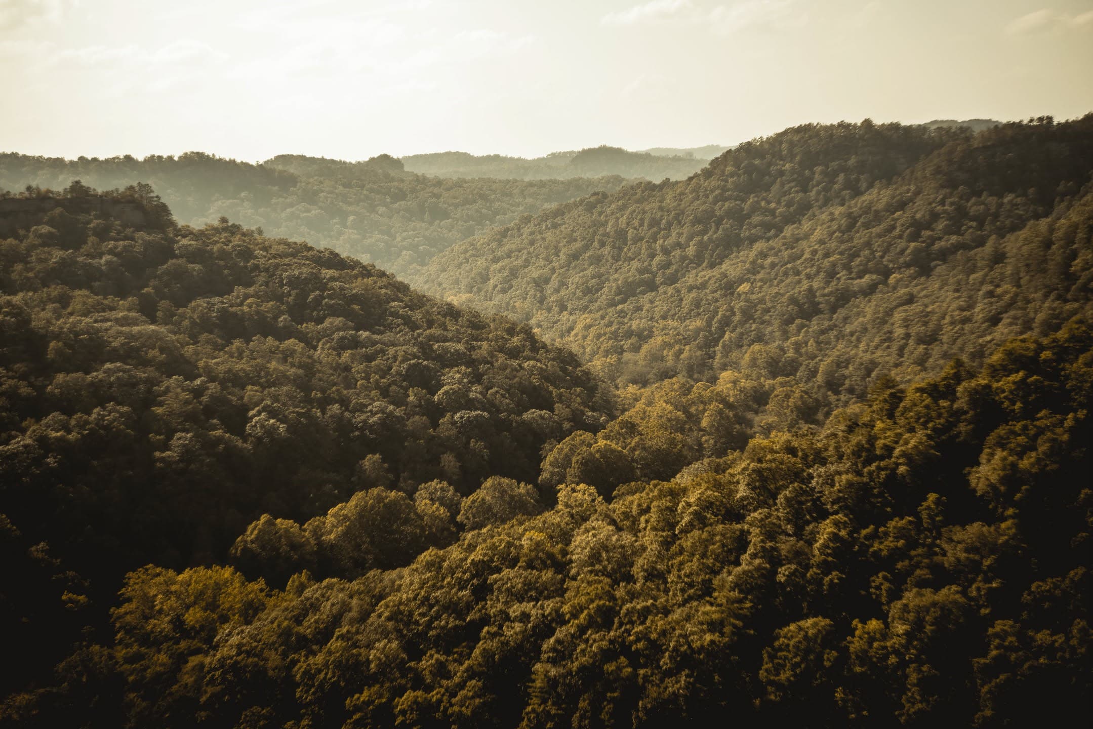 Valley Forest