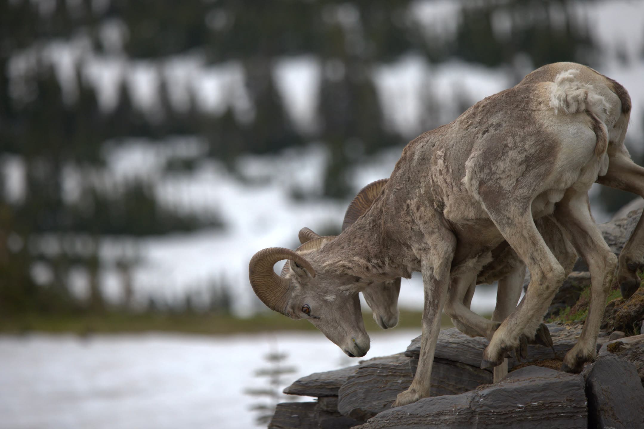 Bighorn