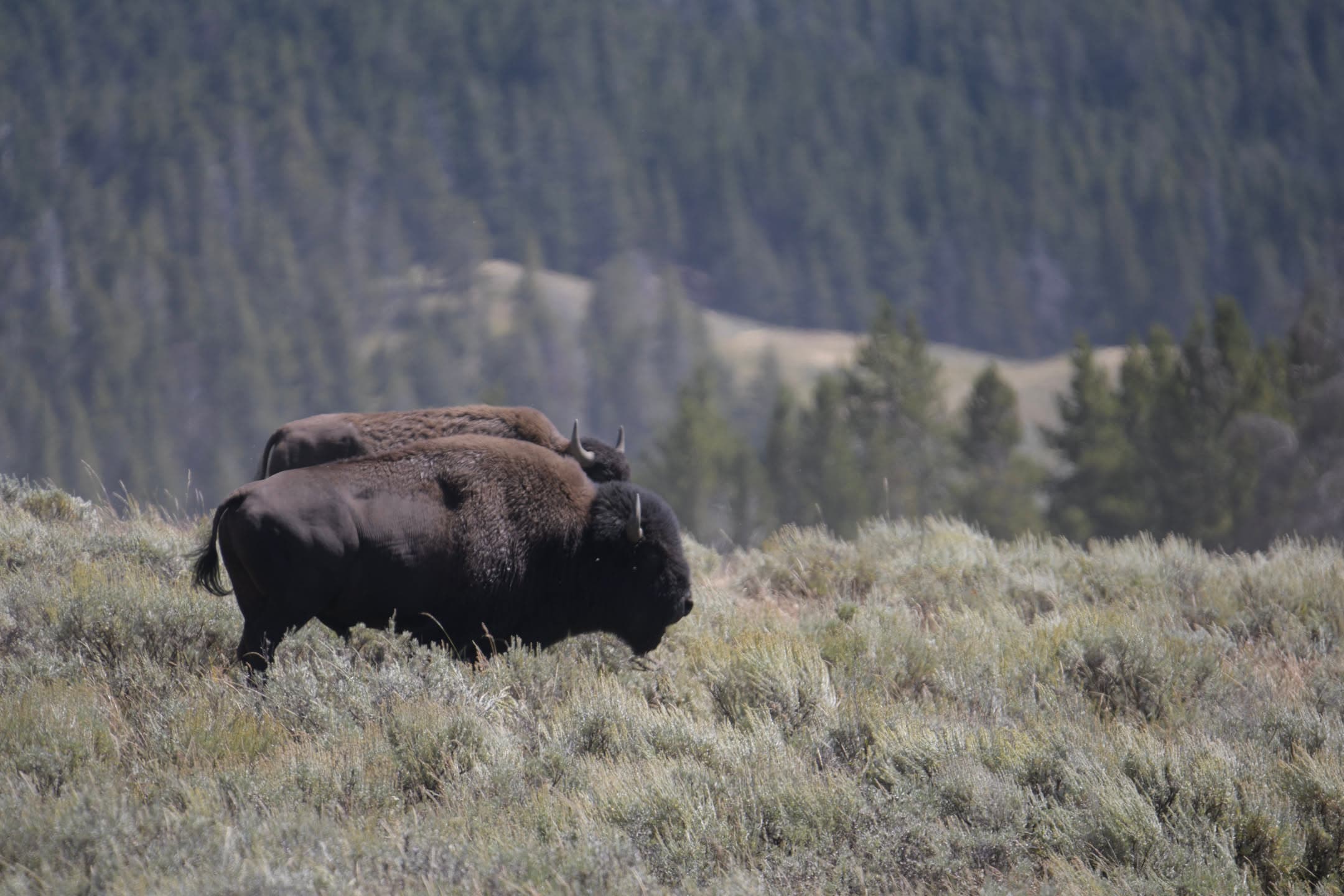 Bison Pair