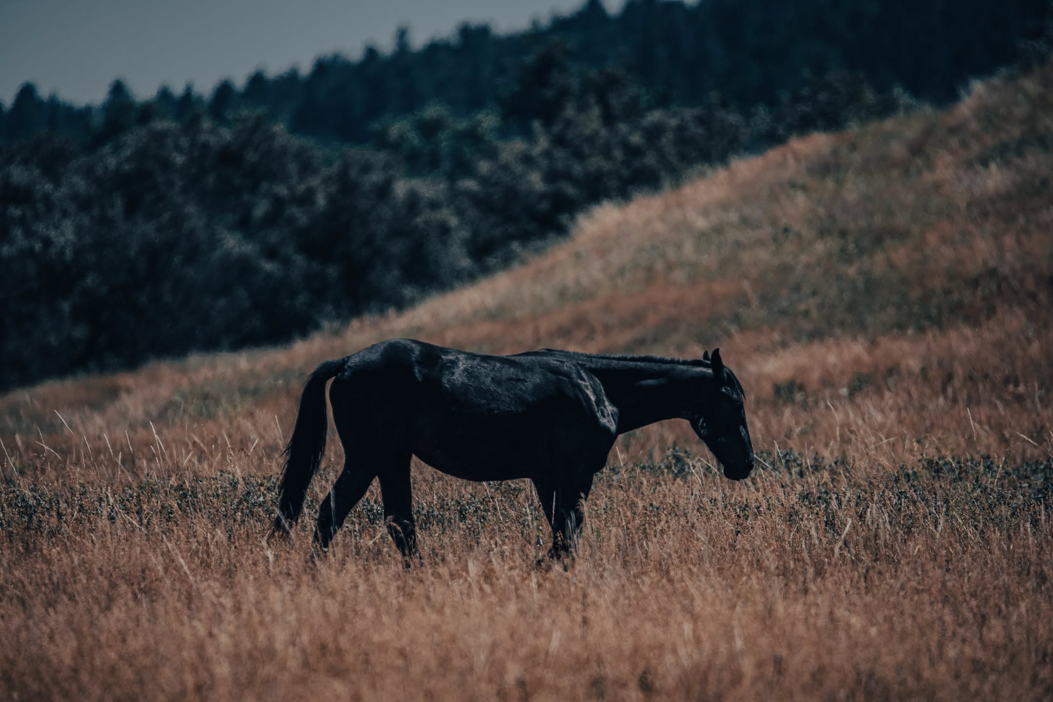Black Horse