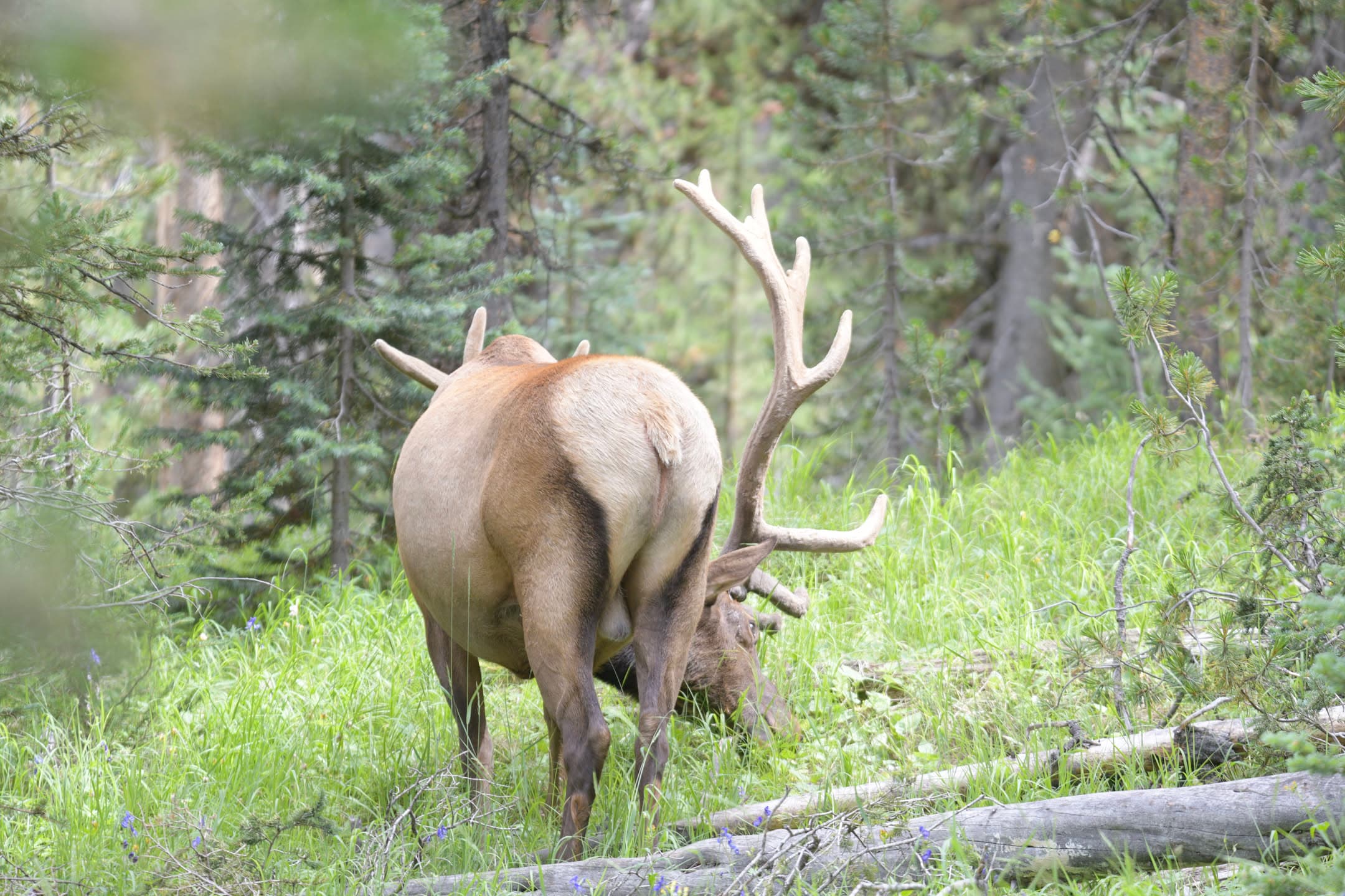 Bull Elk