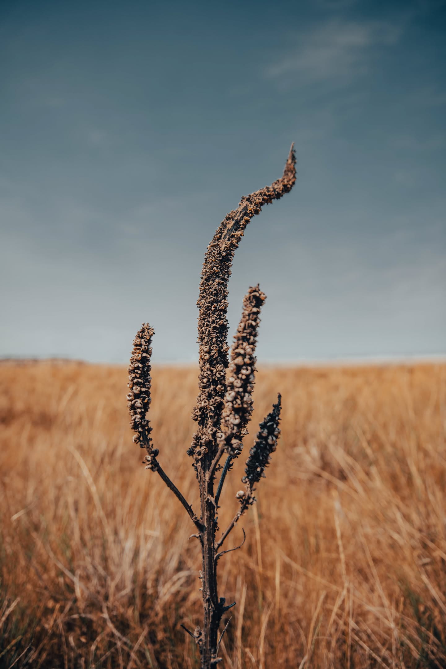 Dry Stalk