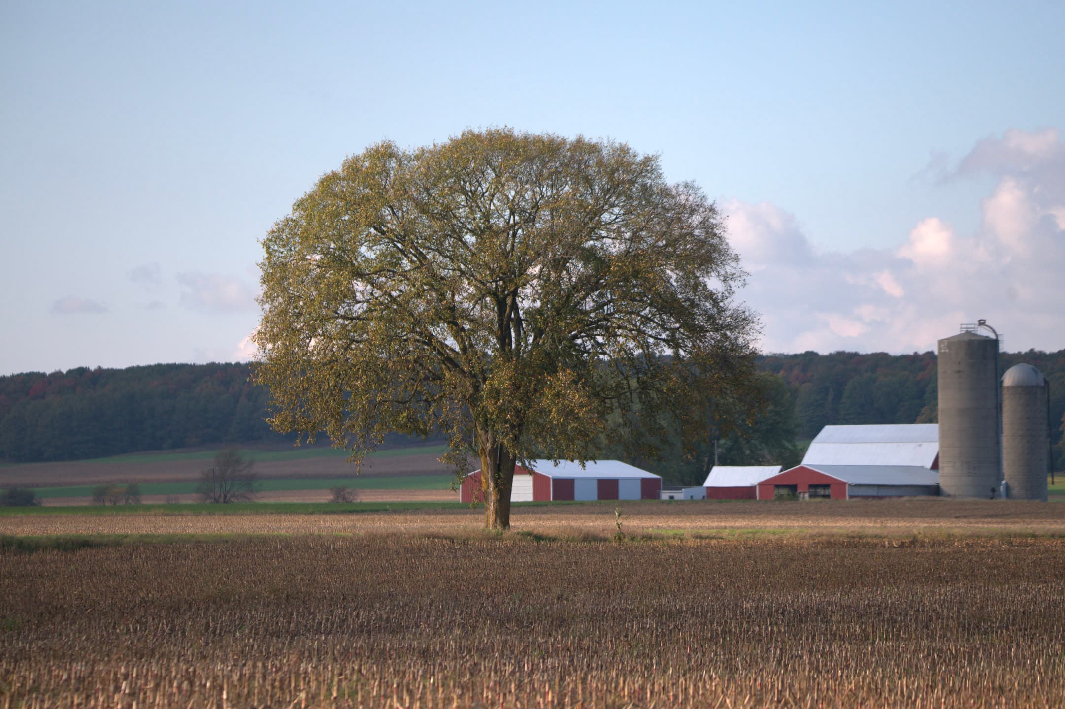 Farm Oak