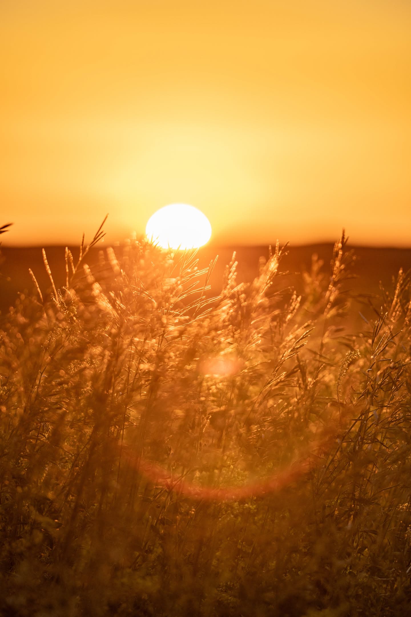 Golden Grass