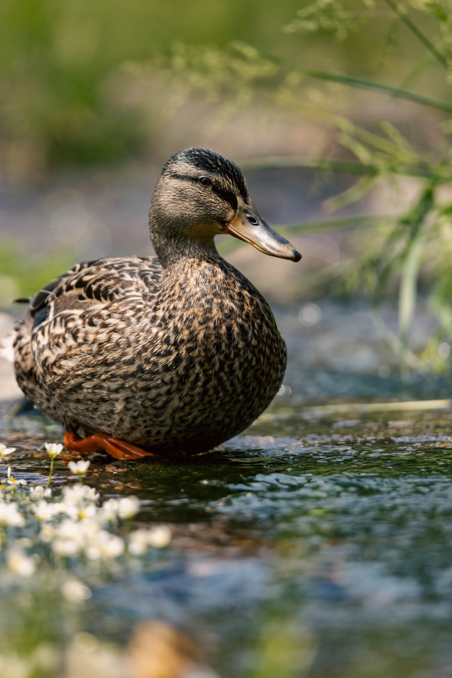 Hen Mallard