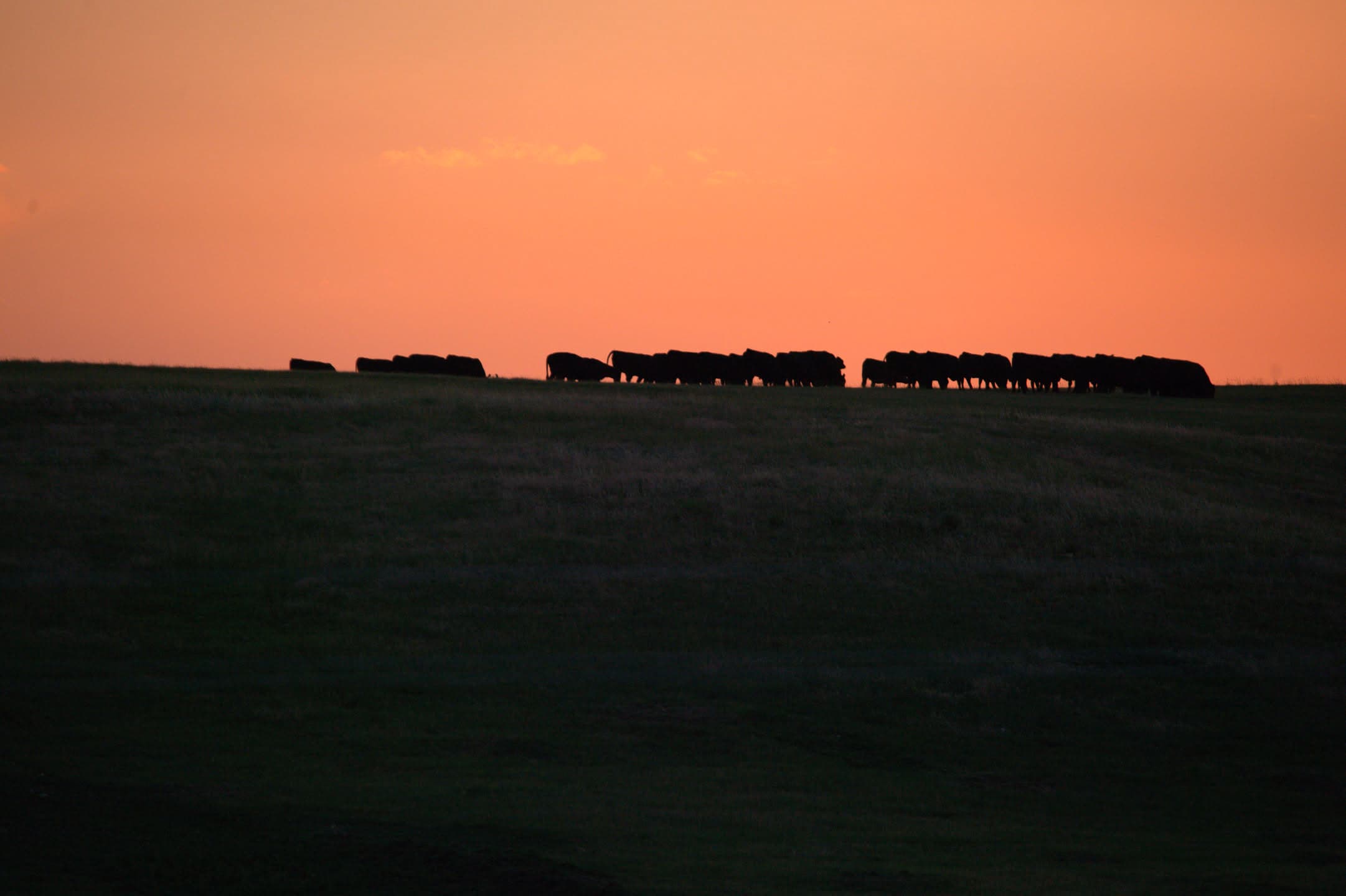 Herd at Dusk