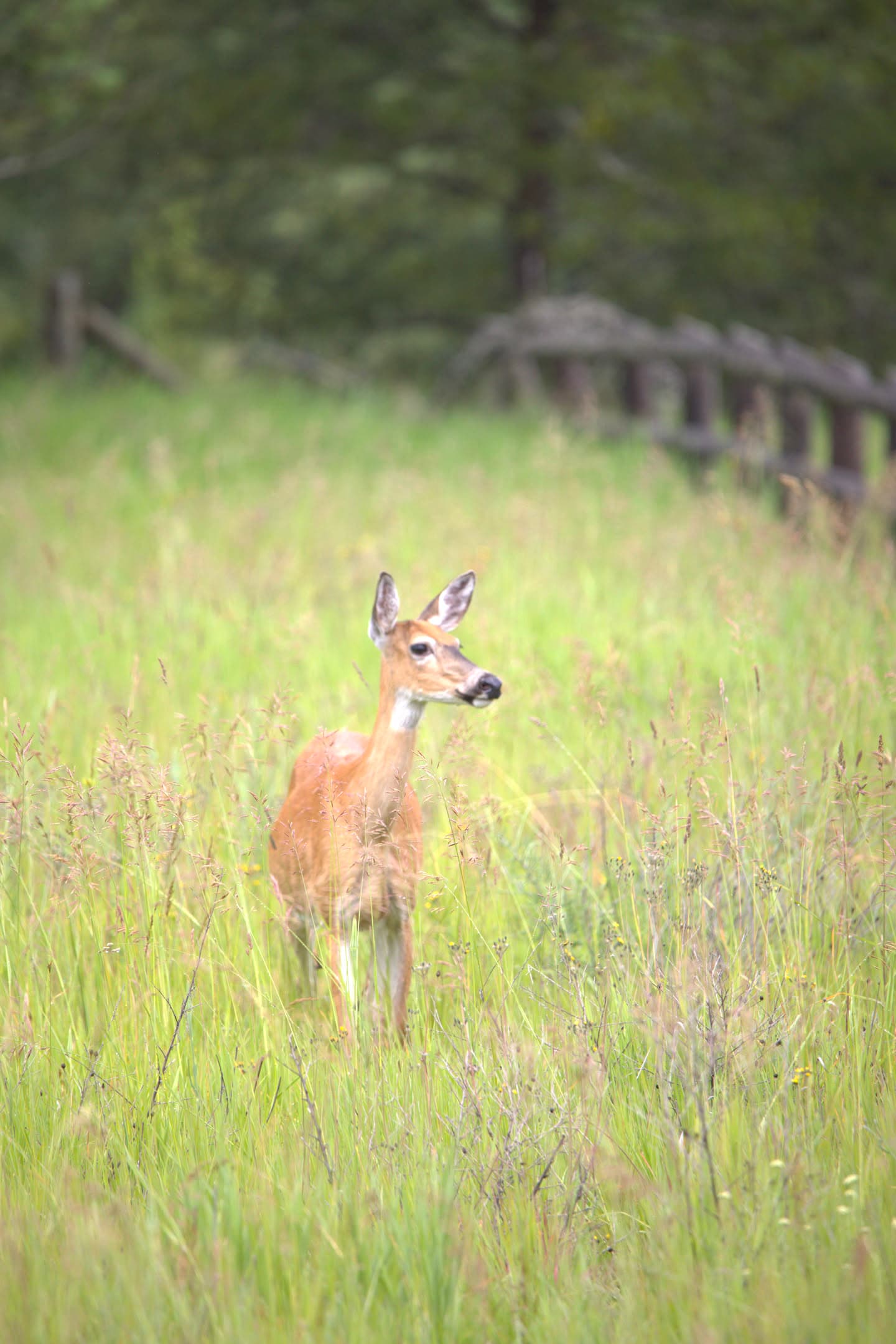 Meadow Doe